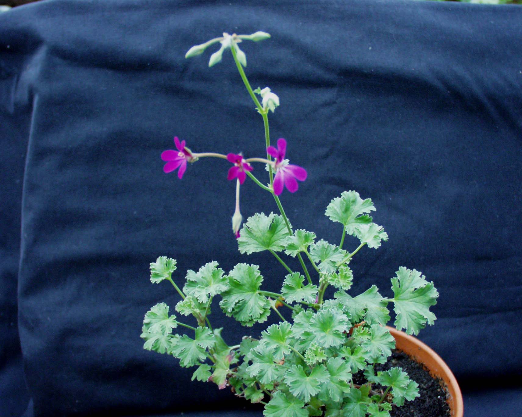 Pelargonium  ´Lavender Lad`(i.10cmT.)