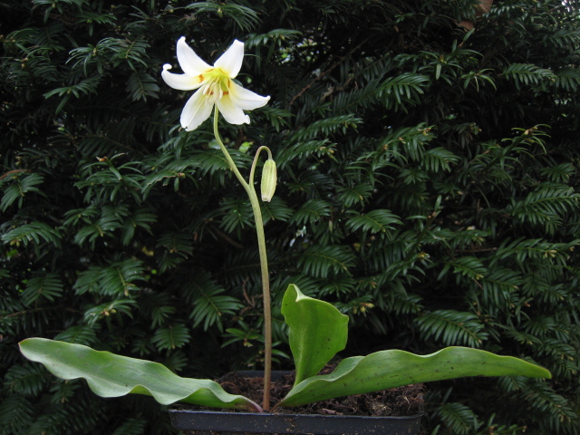 Erythronium dens-canis„Snowflake“(i.9cm rund. T.) Forellenlilie, Hundszahn