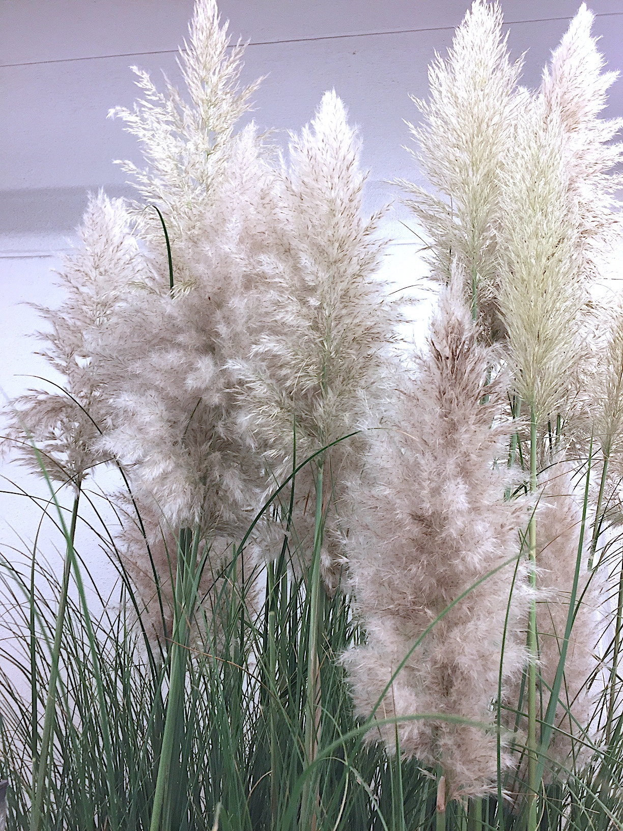 Cortaderia selloana „Pumilla (i.13 cmT.) Pampasgras, weiss