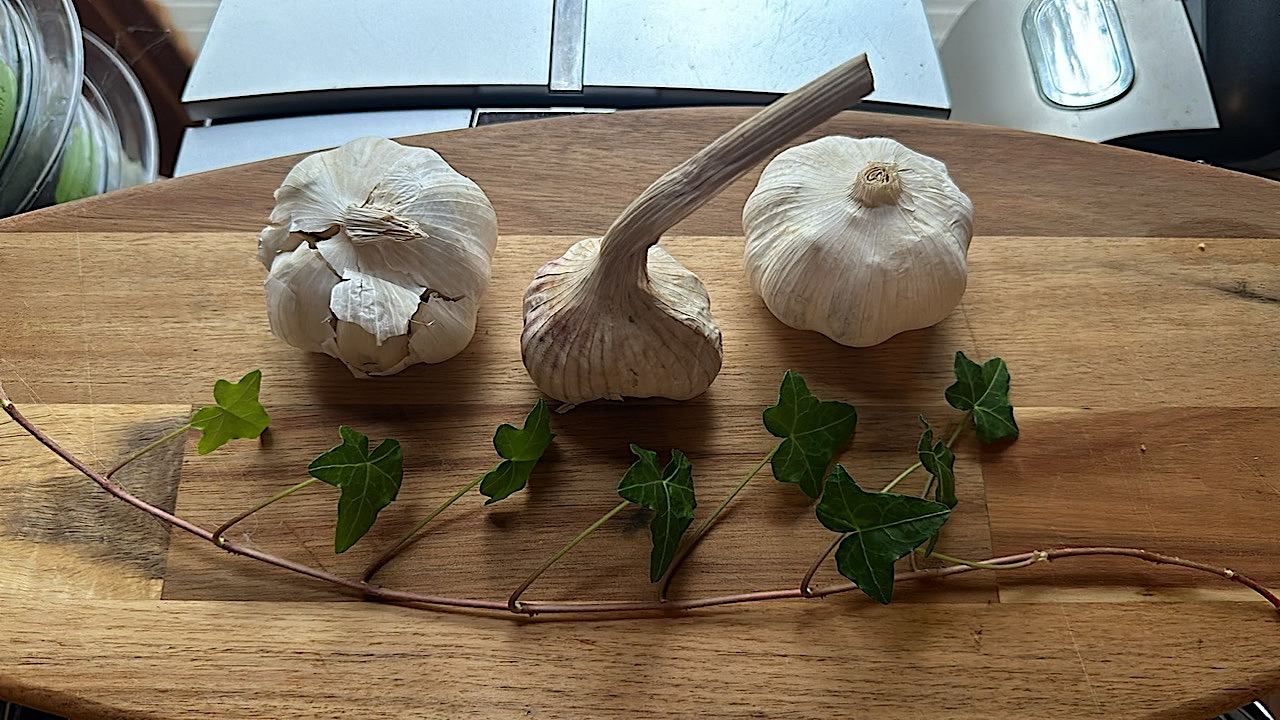 Allium sativum (i.4cm Wurzelballen), Knoblauch