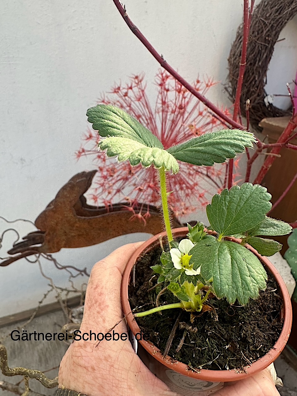 Fragaria "Klettererdbeere "(i.9cmT.) Klettererdbeere