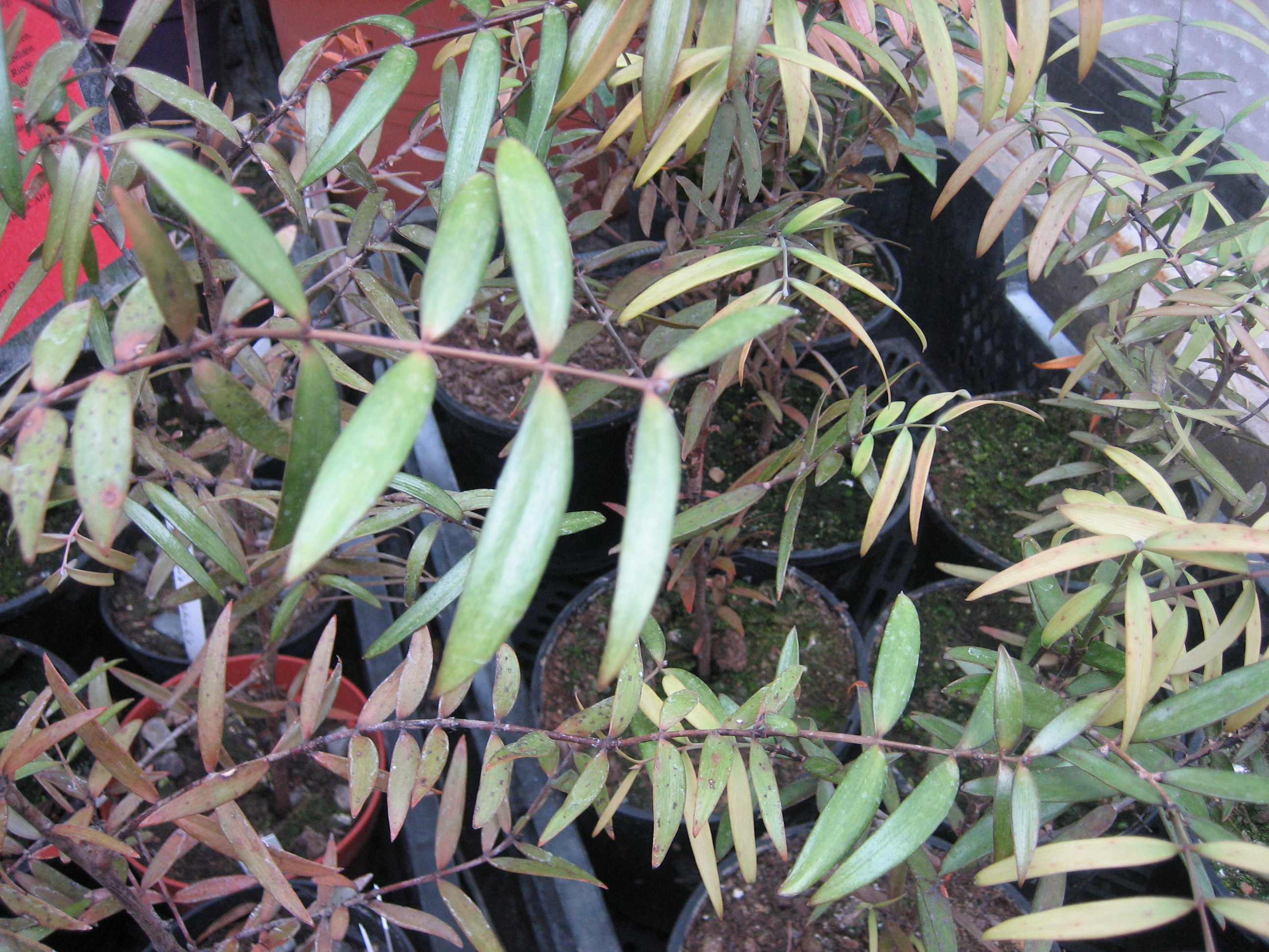 Agathis  australis (i.11 cm T.) Kauri Baum, Neuseeland