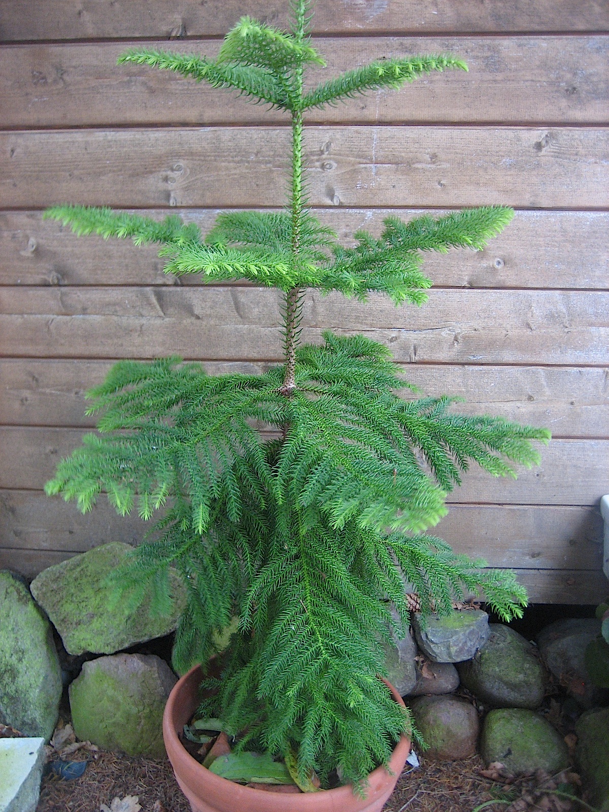 Araucaria het. (i.11cmT.)(z.ZT. 45 cm gross)Zimmertanne, Norfolk-Tanne, lebendiger Weihnachtsbaum?
