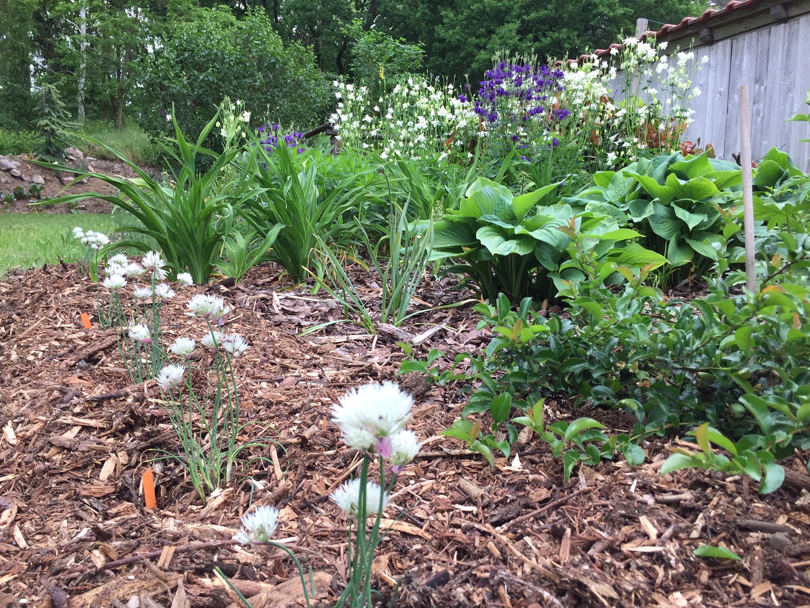 Allium schoenoprasum „Corsican White“ (i.9cmT.), Schnittlauch in weiss