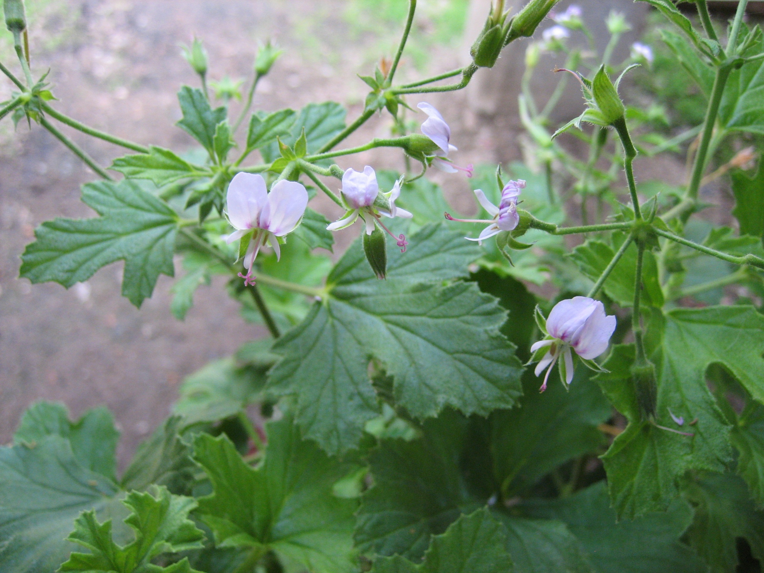 Pelargonium  ´Fruchtduftgeranie`(i.10cmT.)