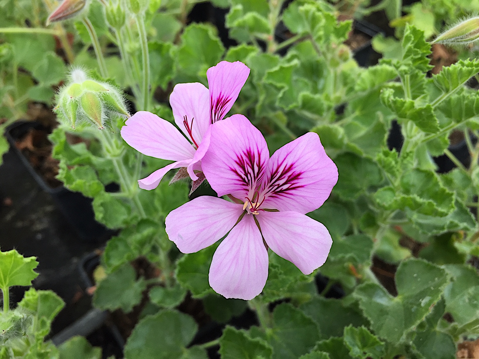 Pelargonium  ´Dorcas Brigham Lime`(i.10cmT.)