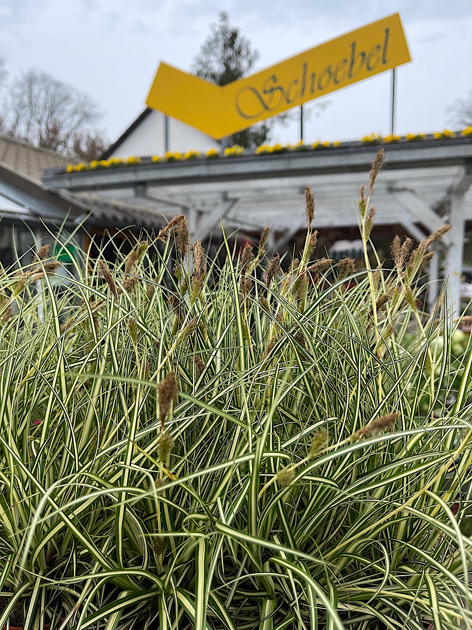 Carex oshimensis "Evergold" (i.8cmT.) Japan Gold Segge