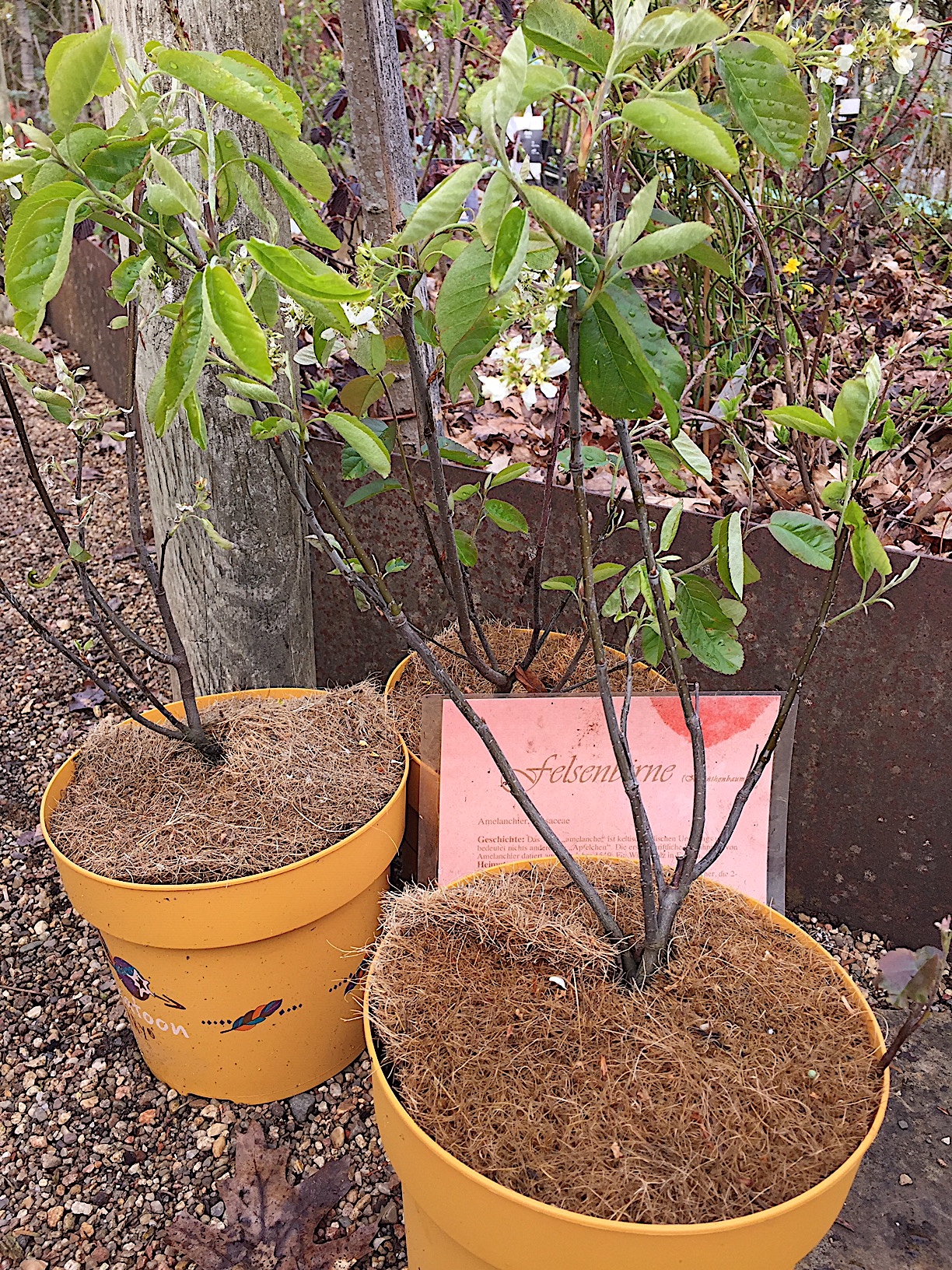 Amelanchier alnifolia „Saskatoon Berry“®(i. 1lT.)