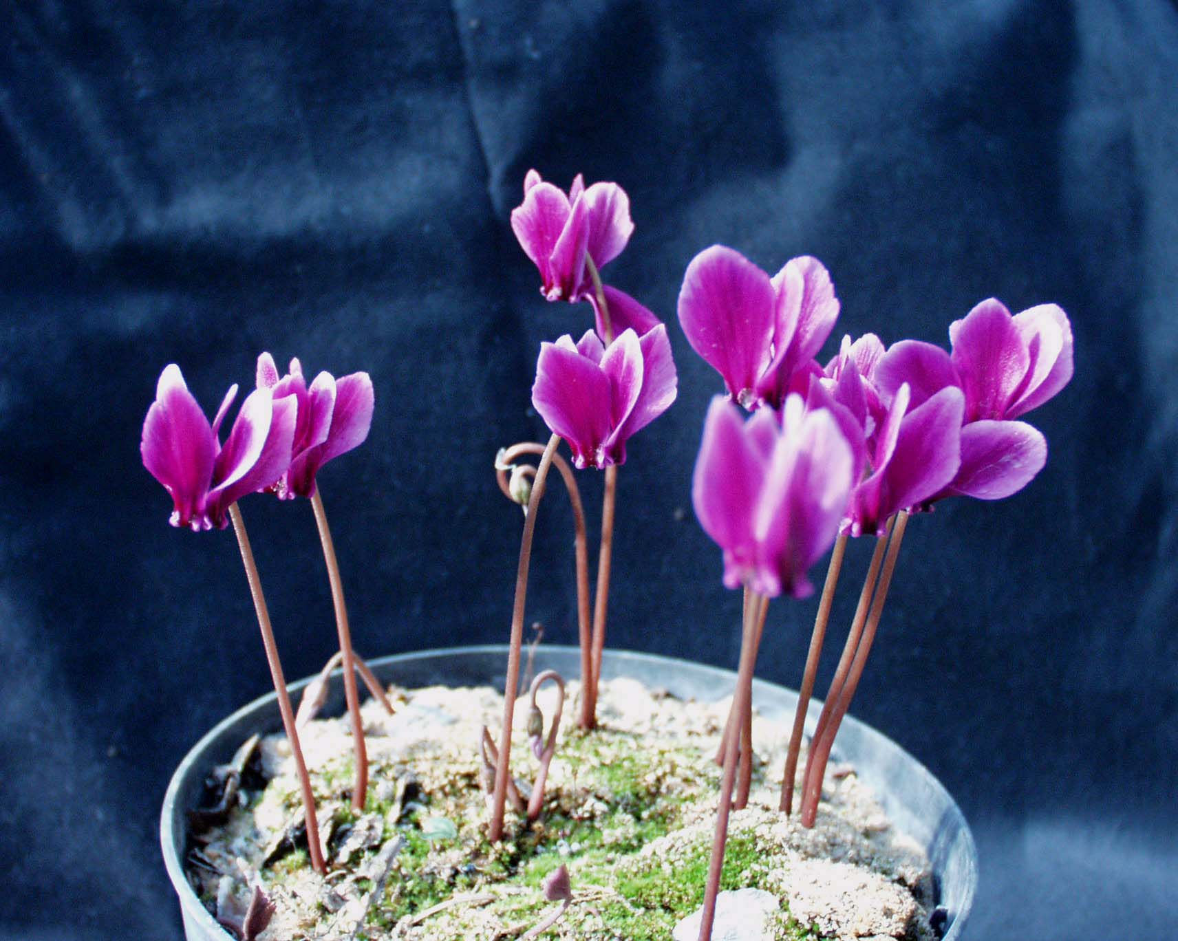 Cyclamen  hederifolium ´dunkelste rote Art`(i.9cmT.)