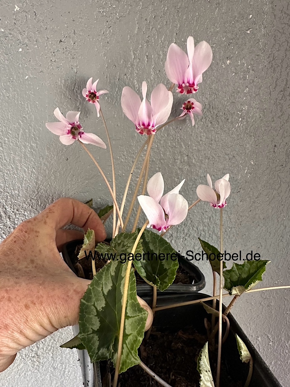 Cyclamen  hederifolium  "hellrosa m. magenta Krone" (i.9cmT.)