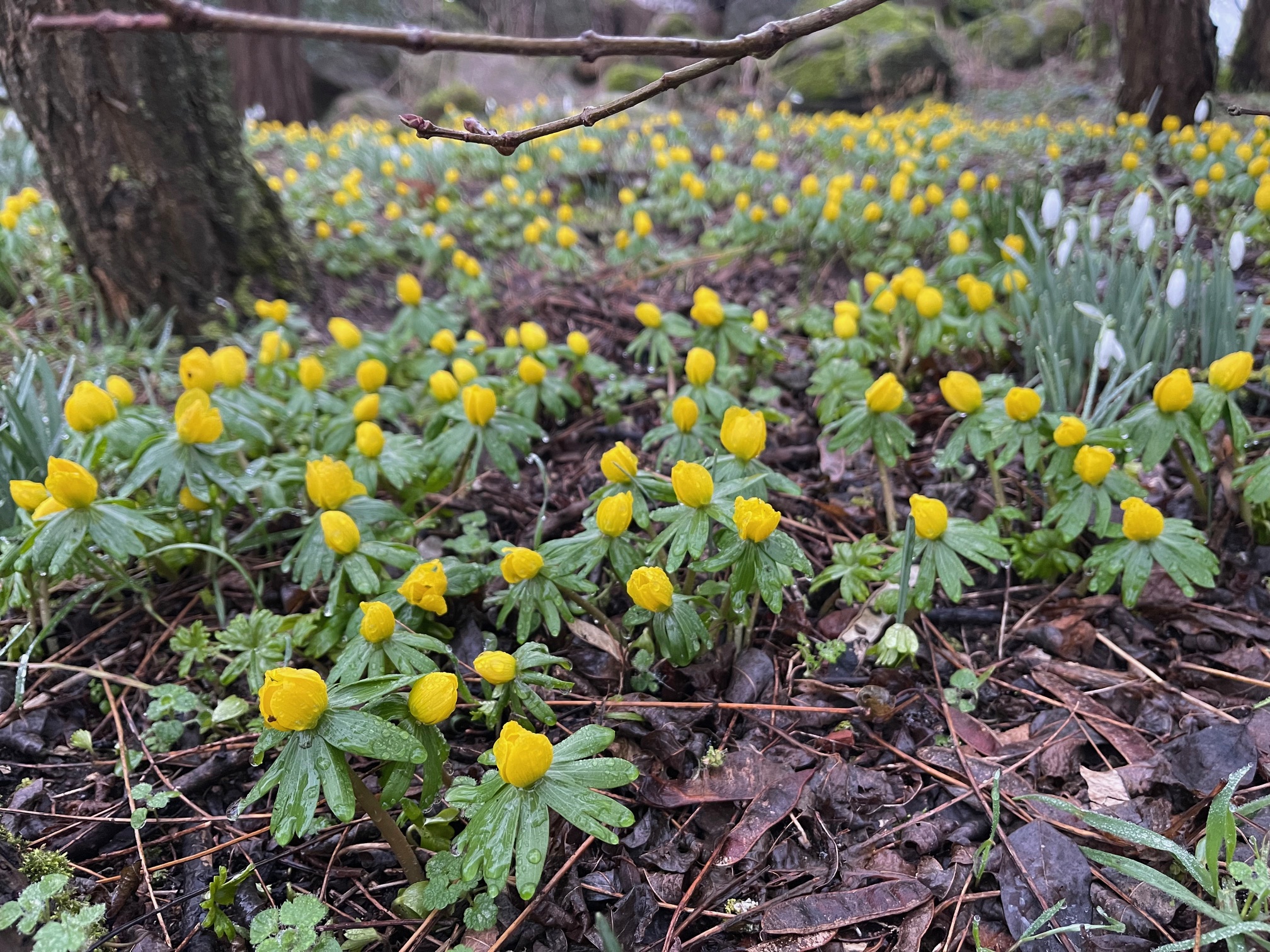 Eranthis hyemalis (i.9cmT.) Winterlinge