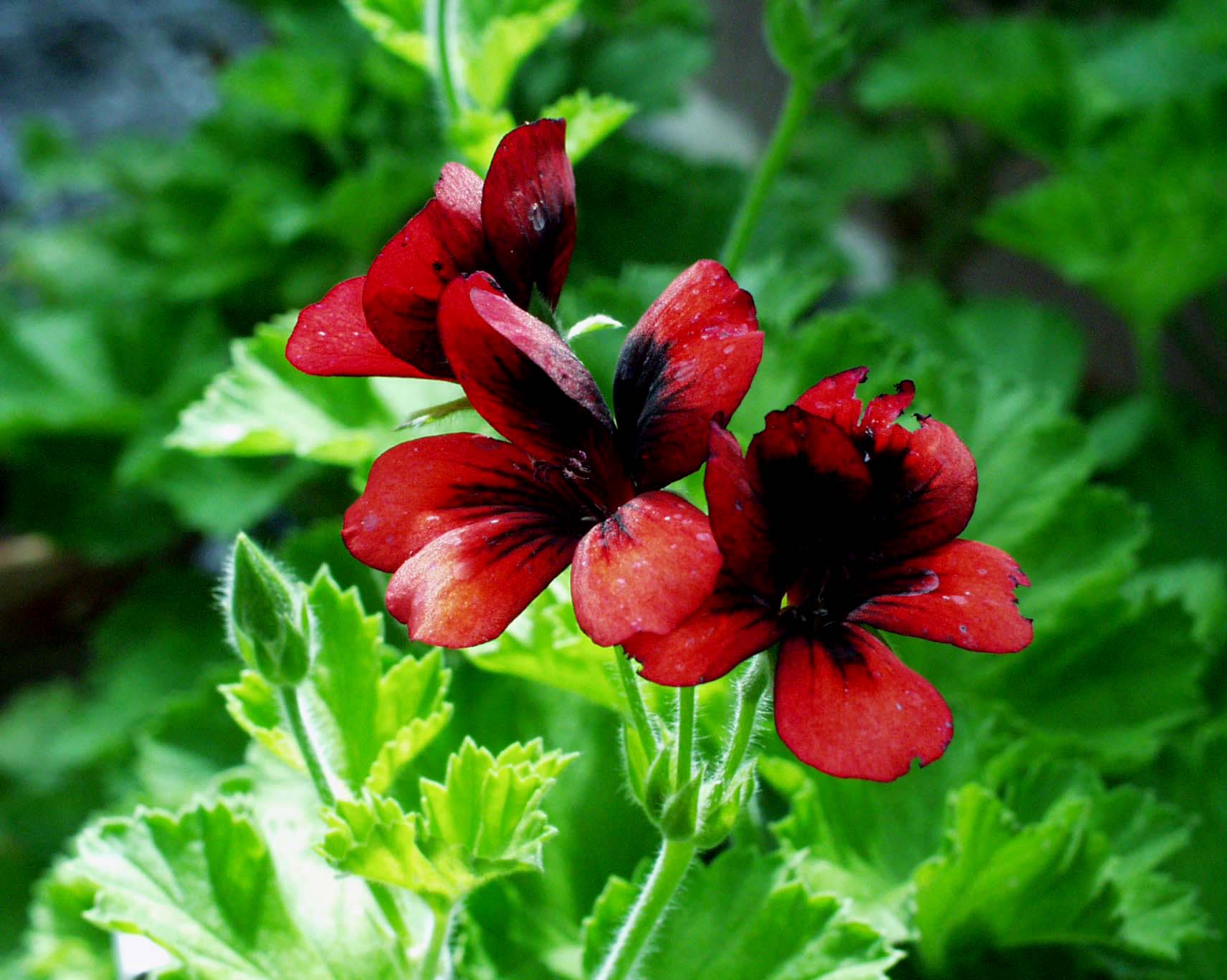 Pelargonium  ´Voodoo`(i.9-10cmT.)