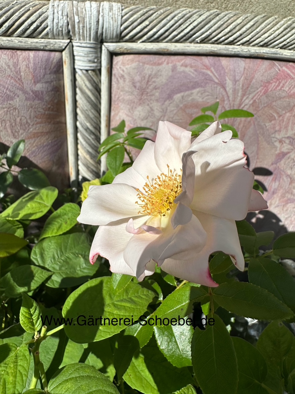 Rose „Roseromantic®-Klima-Rose®“ (i.1,5 l Topf)