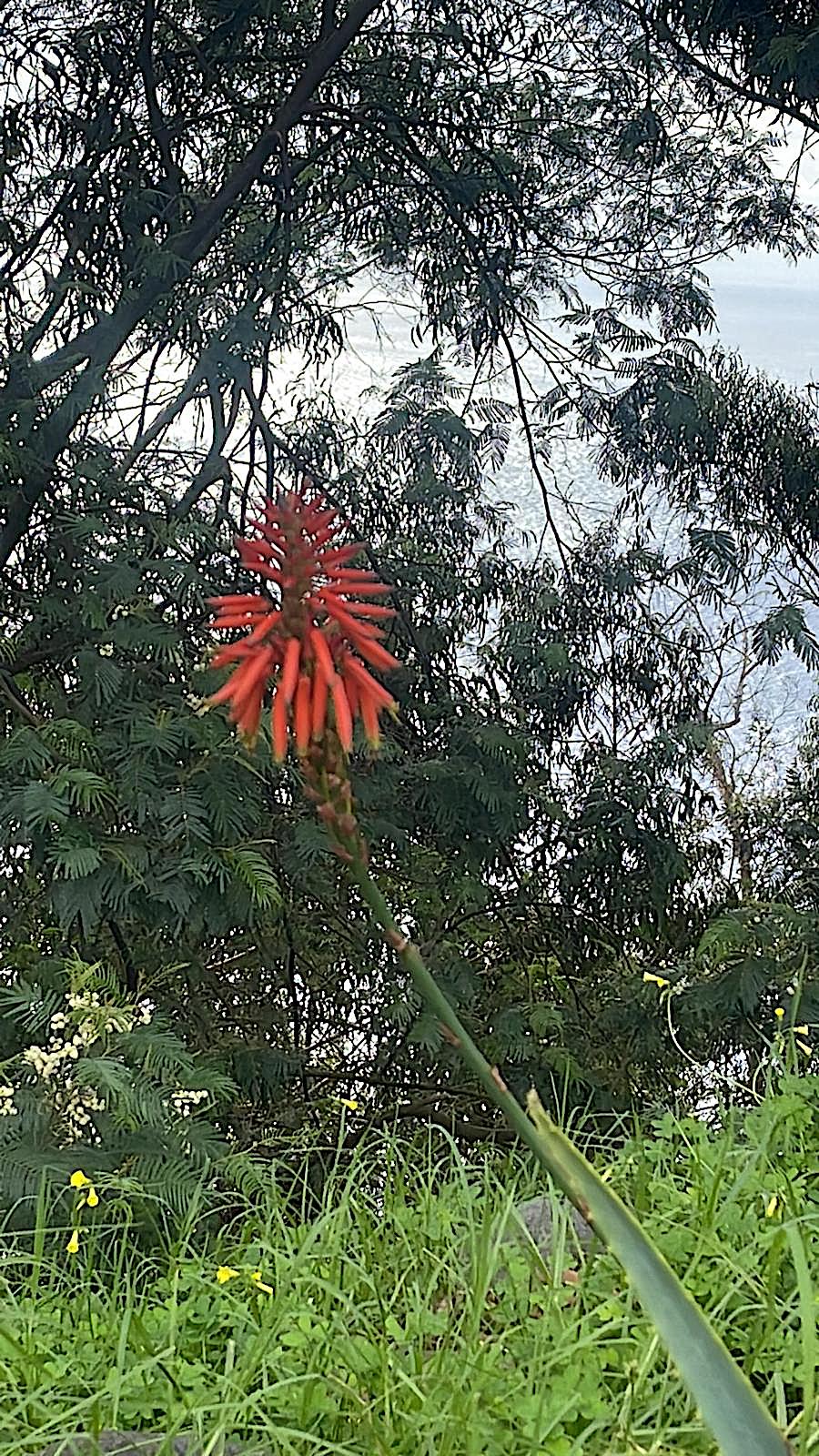 Aloe vera syn. bardadensis (i.12cmT.)