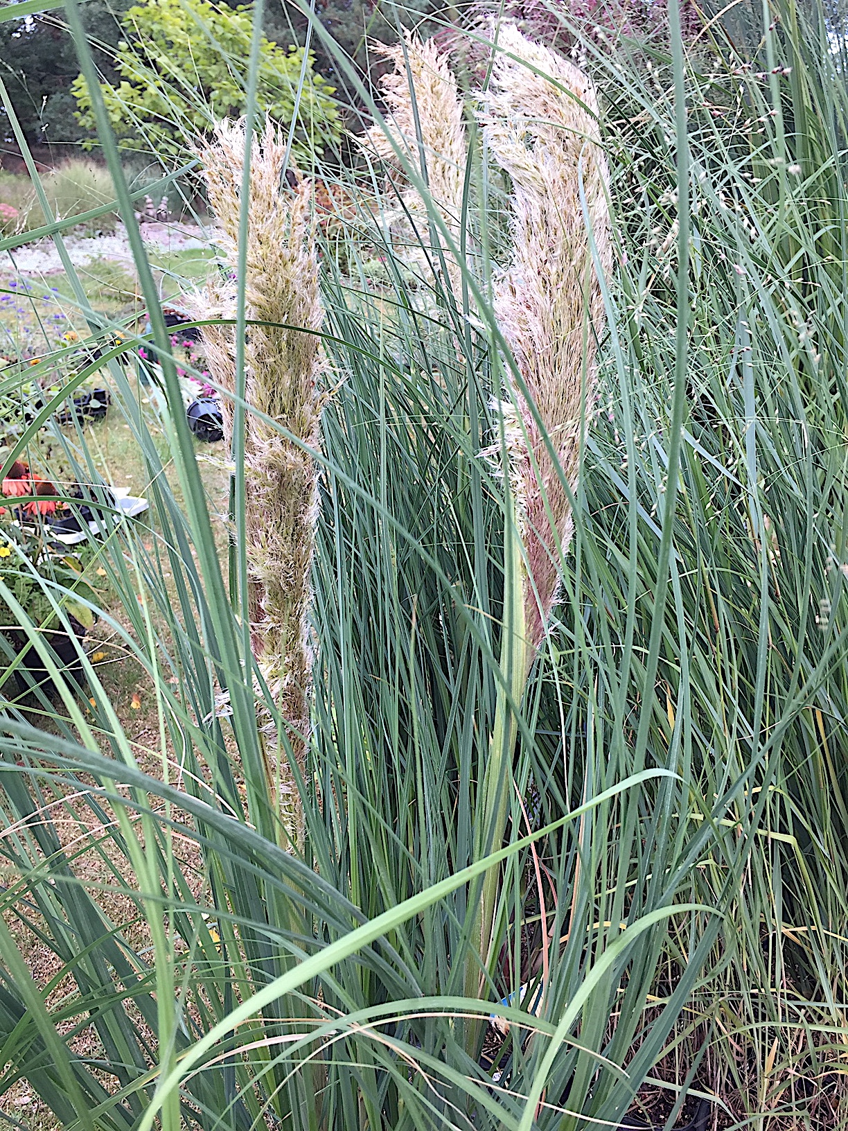 Cortaderia selloana „Pumilla (i.13 cmT.) Pampasgras, weiss