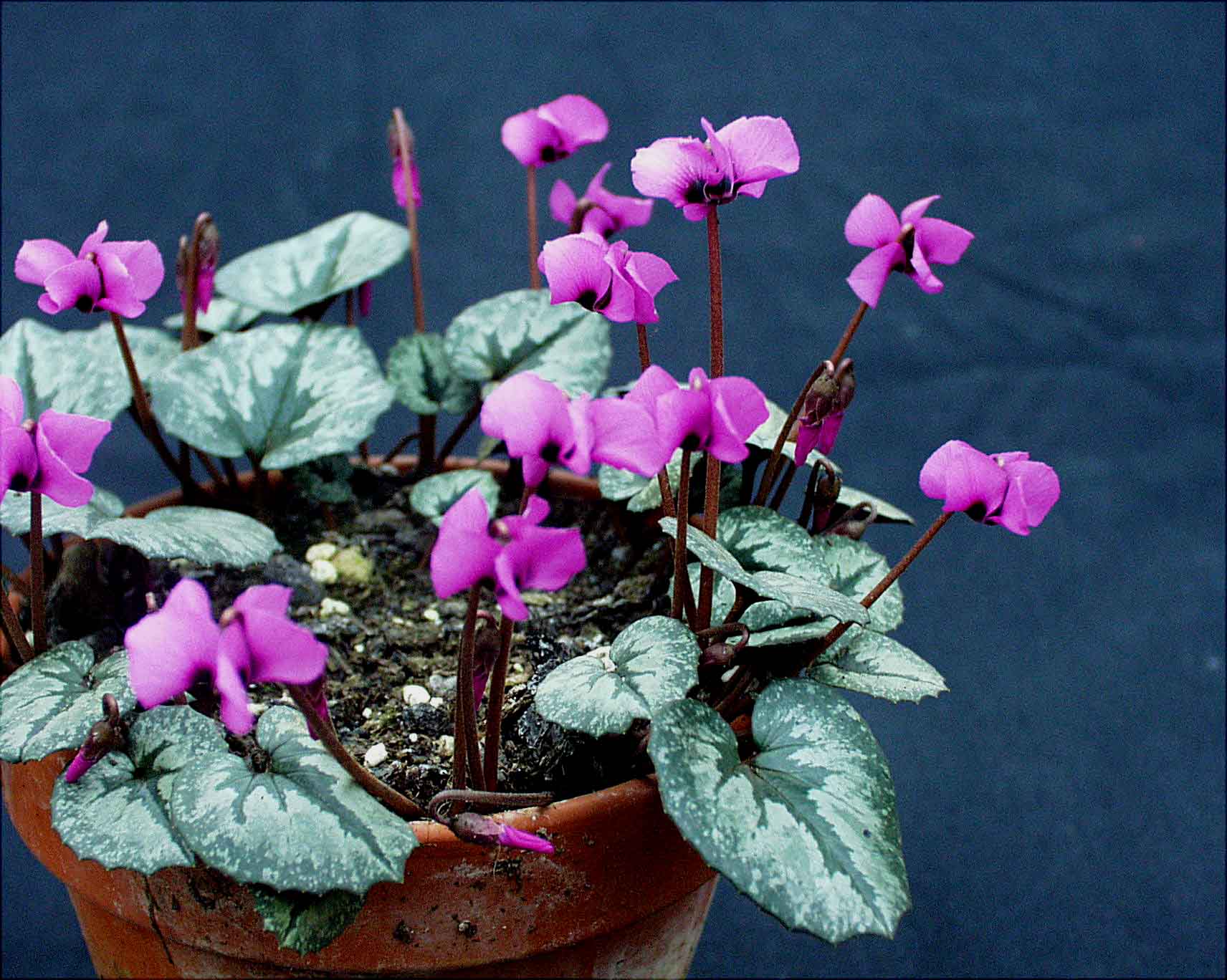Cyclamen  alpinum= trochop.(i.7cmT.)