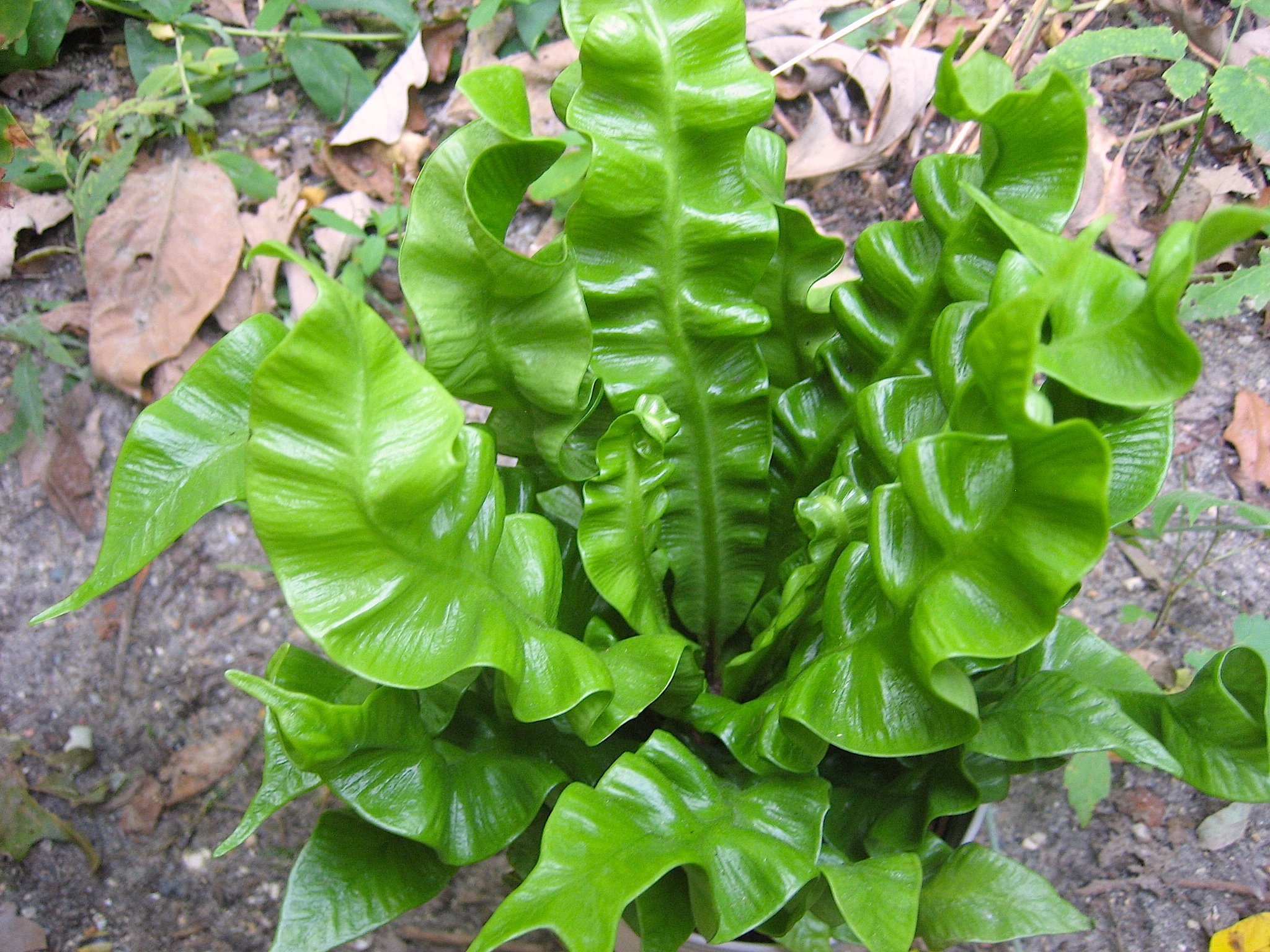 Asplenium  nidus "Crispy wave" (i.12cm T.) stark gewellter Nestfarn