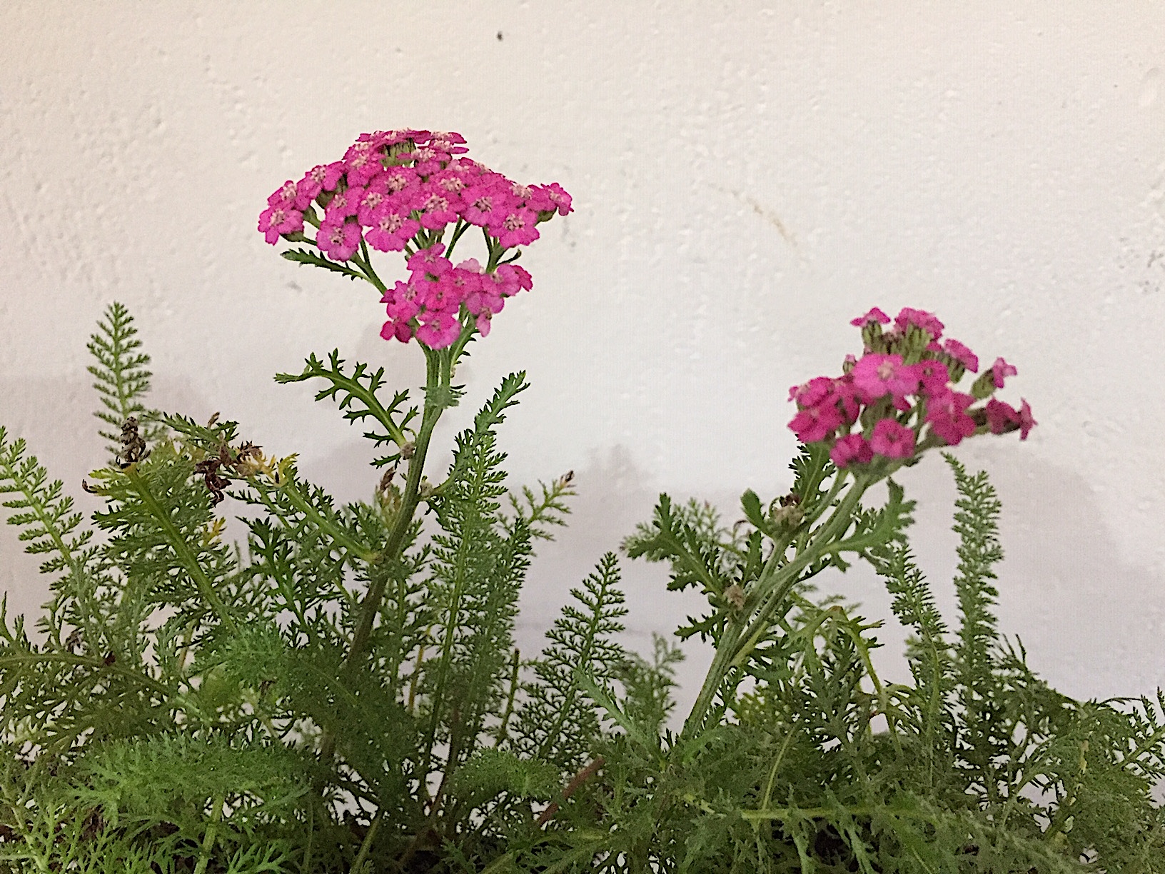 Achillea millefolium „Pink Grapefruit“ R (i.9cmT.), Schafgarbe