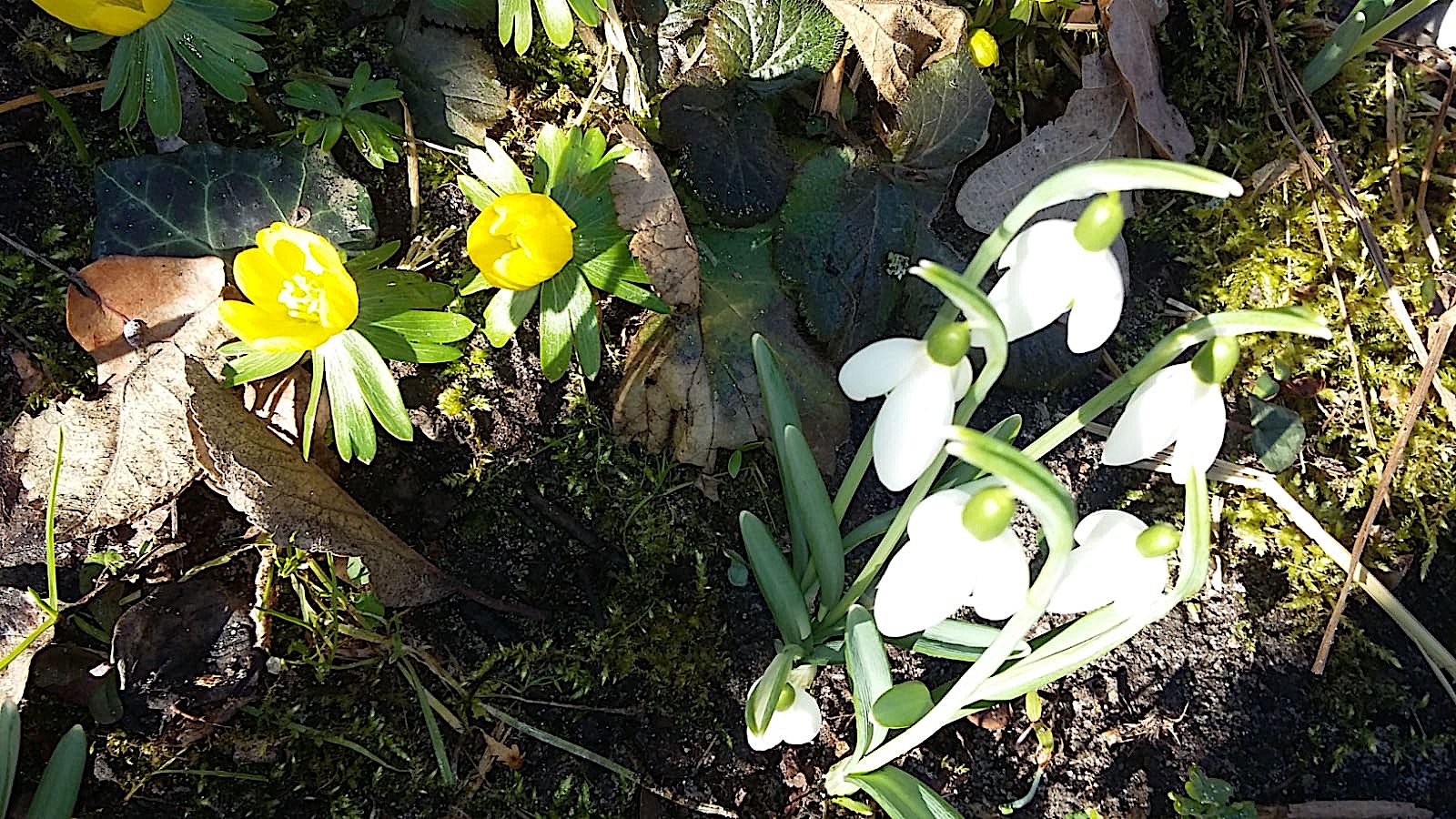 Eranthis hyemalis (i.9cmT.) Winterlinge