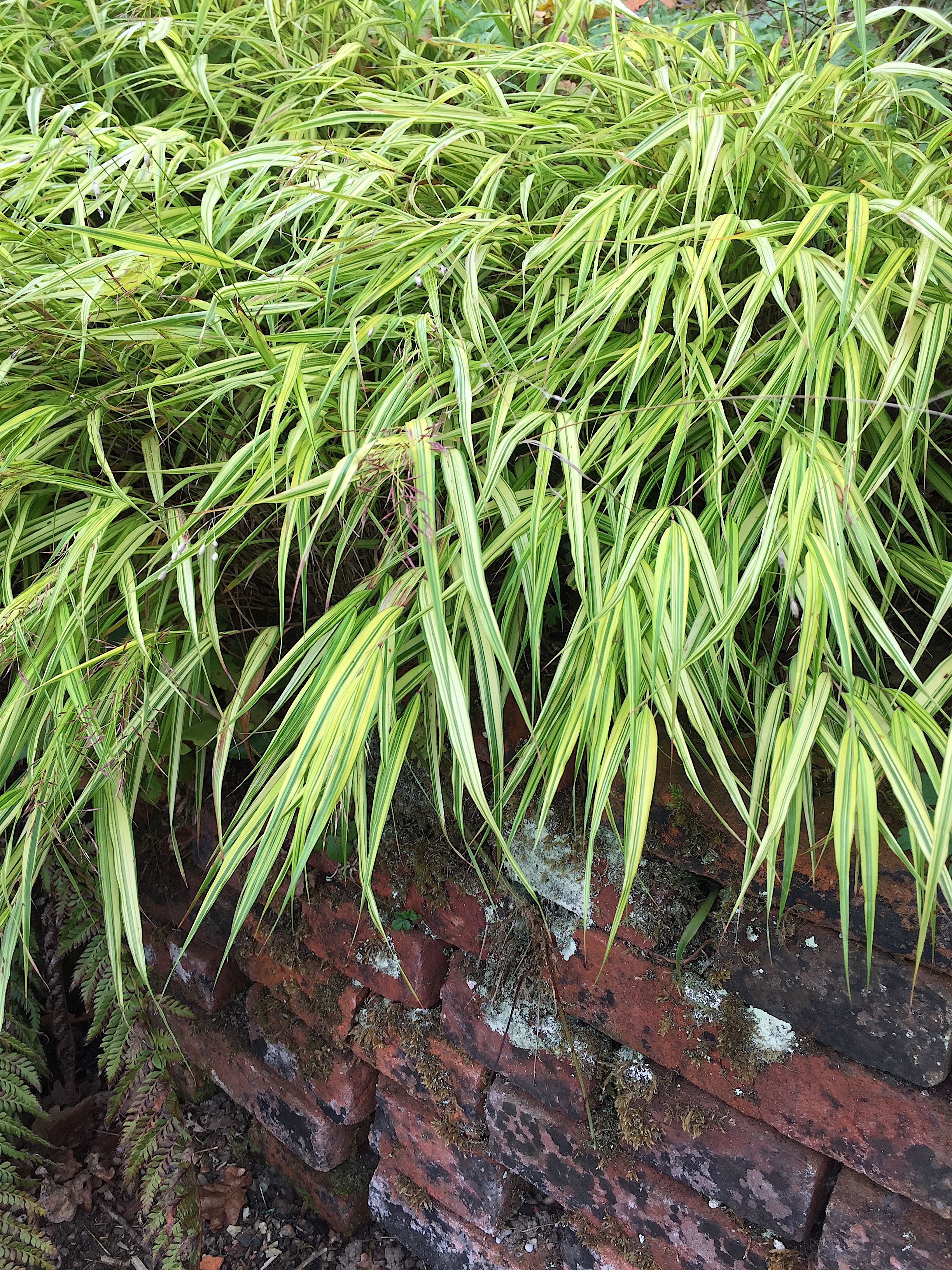 Hakonechloa macra ´Aureola`(12 cm T.) Japan Goldbandgras