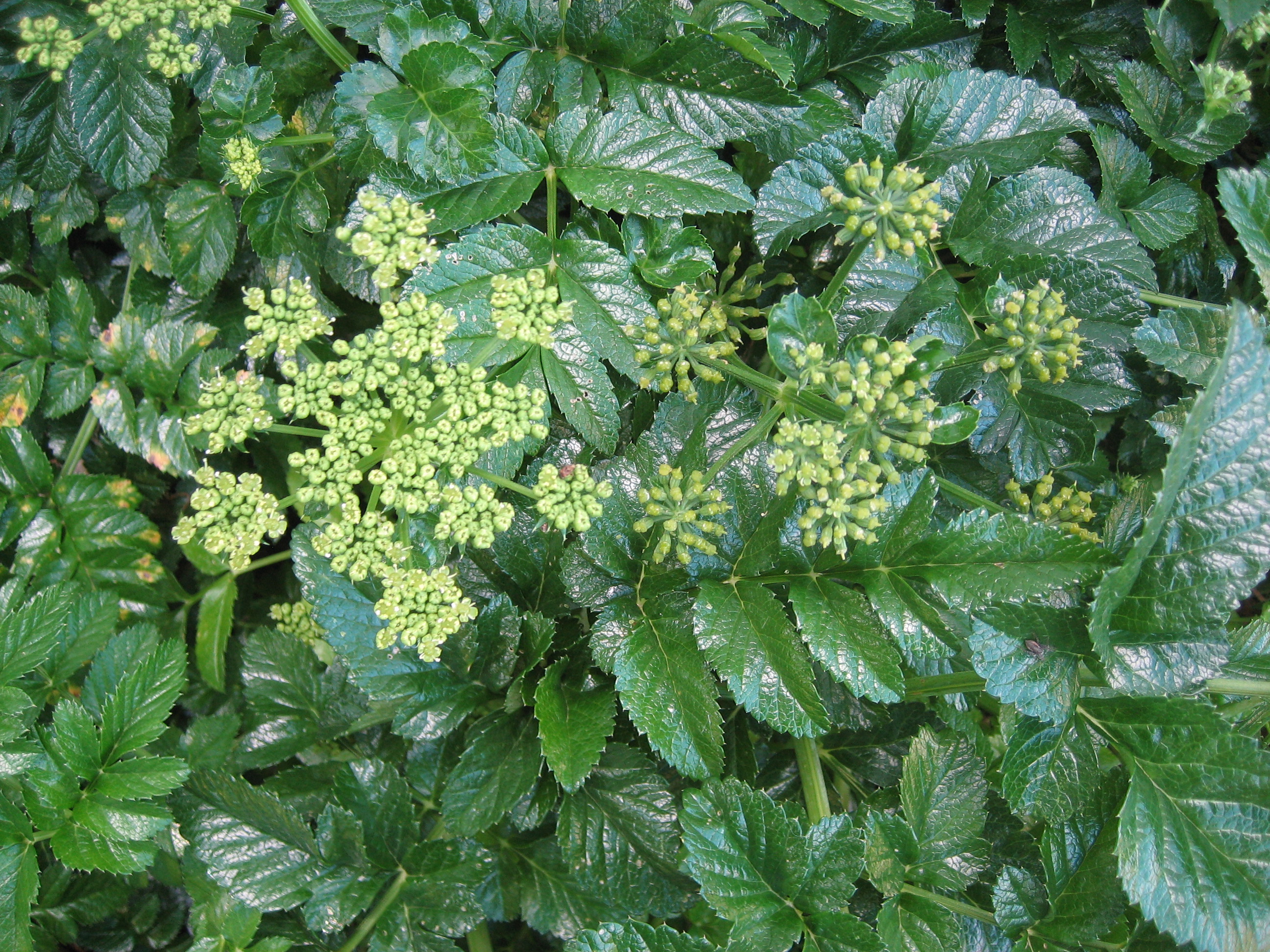 Angelica archangelica (i.9cmT.) Engelwurz