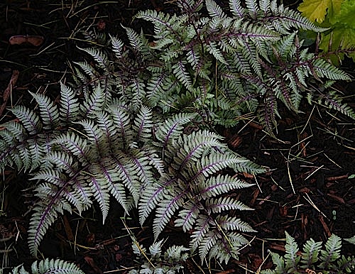 Athyrium nipponicum Ursula`s Red (i.9cmT.)  Regenbogenfarn