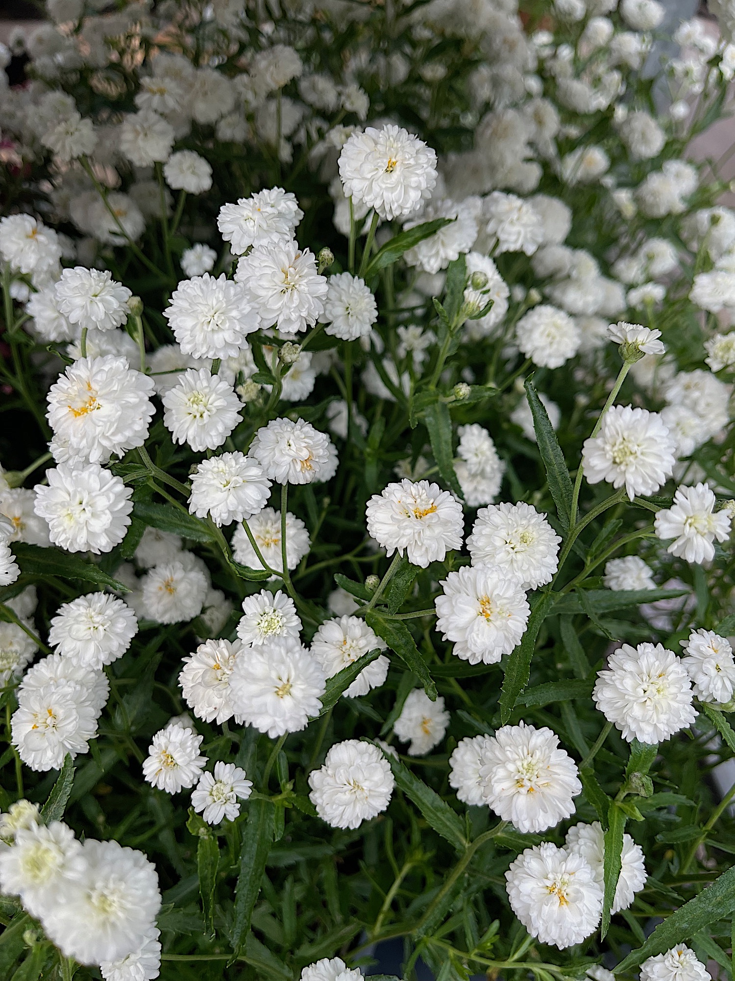 Achillea ptarmica  „Diadem®“(i.13cmT.)