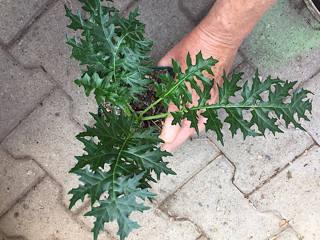 Acanthus spinosus (i.9cmT.), Bärentatze