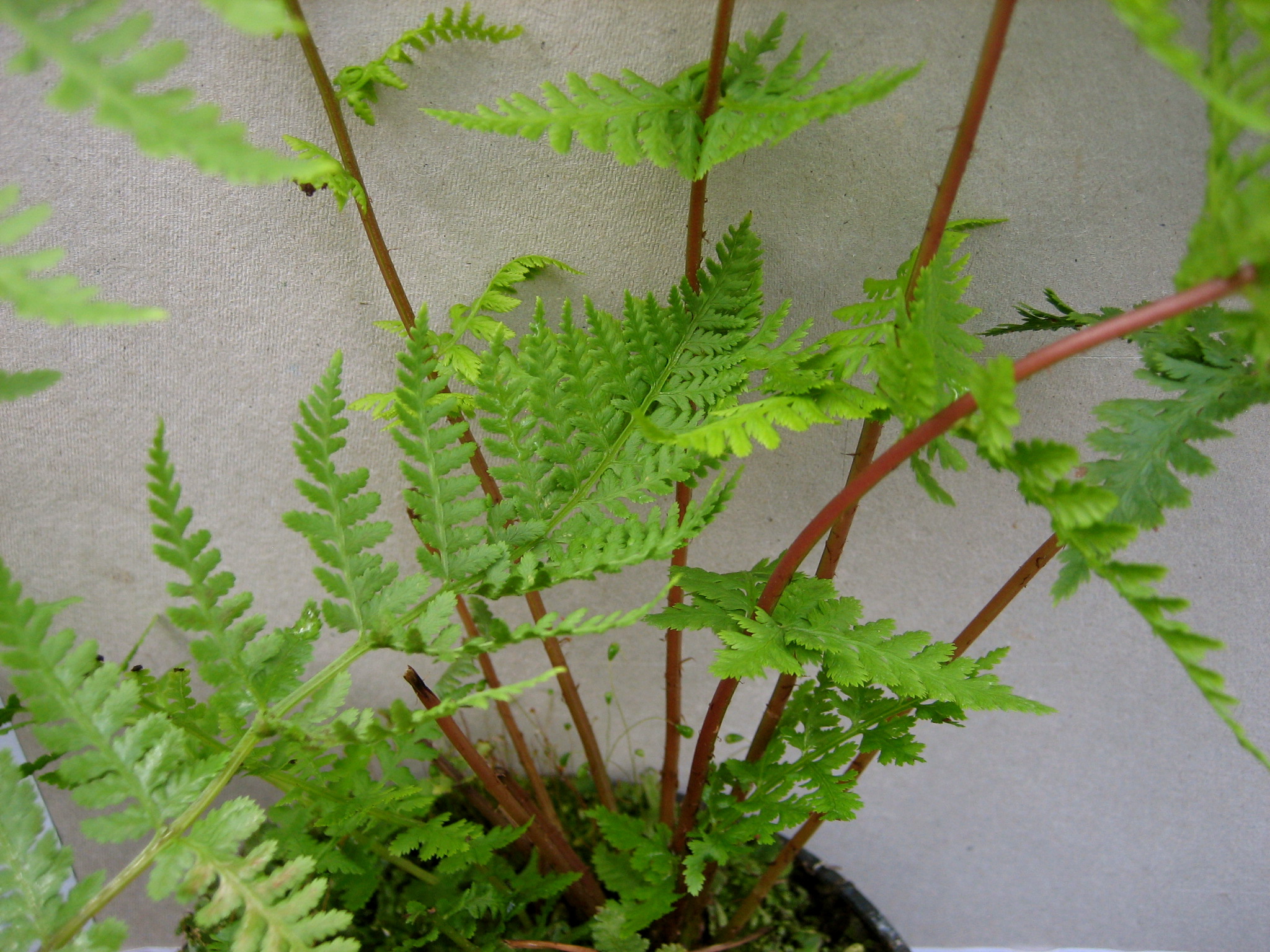 Athyrium f. - f. ´Lady in Red`(i.11cmT.)