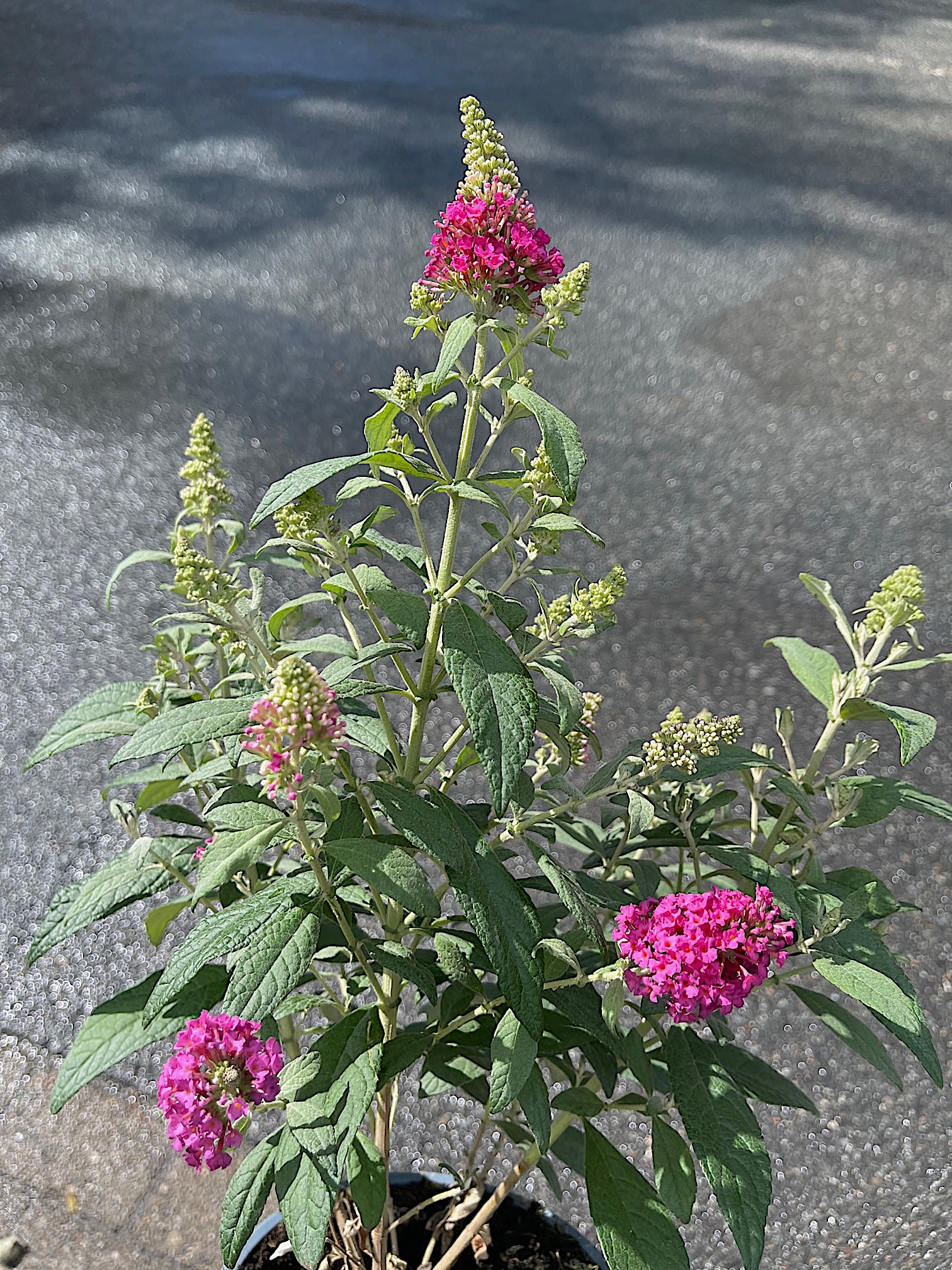 Buddleia davidii „Buzz® Velvet“ (i. 17cm T.), Schmetterlingsstrauch