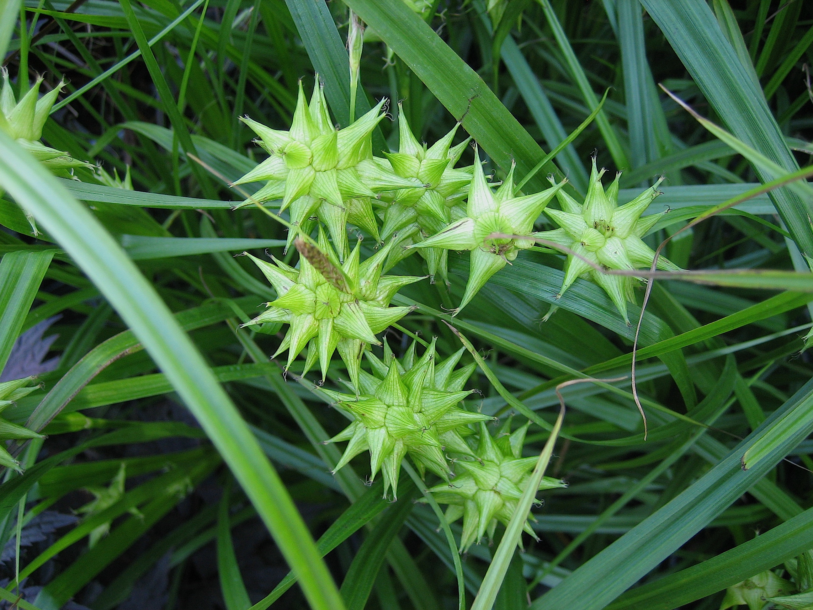 Carex grayii (i.12cm T.), Morgen Stern Segge