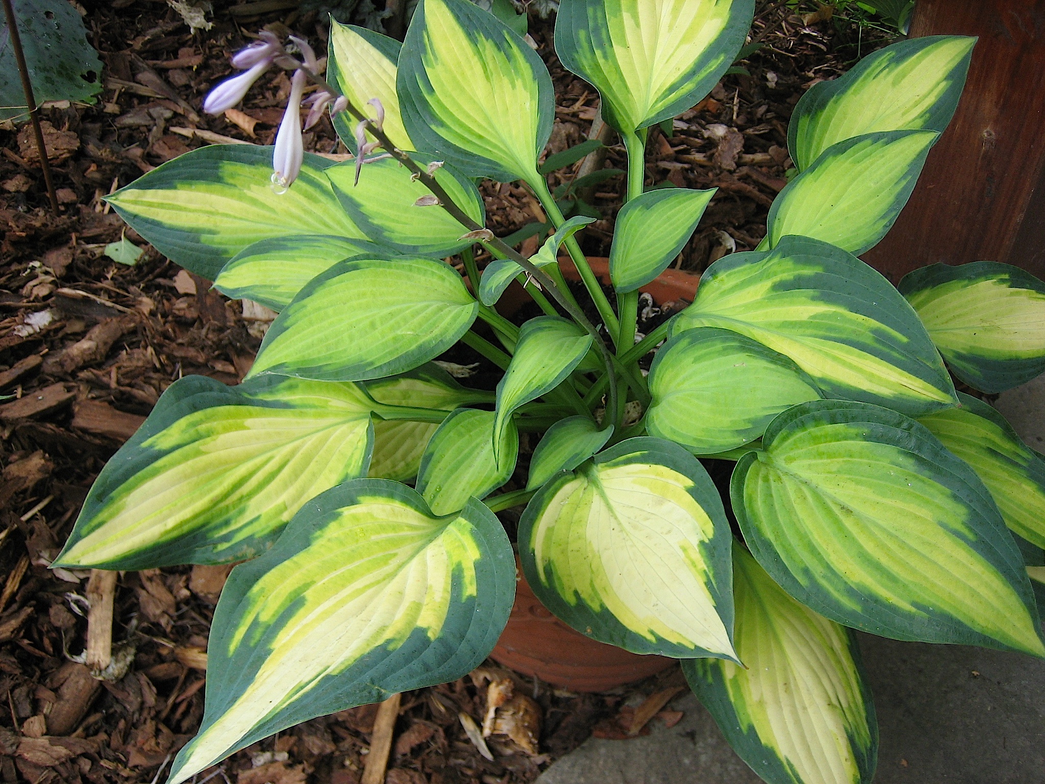 Hosta  "Orange Marmelade" (9cm T.) Funkie