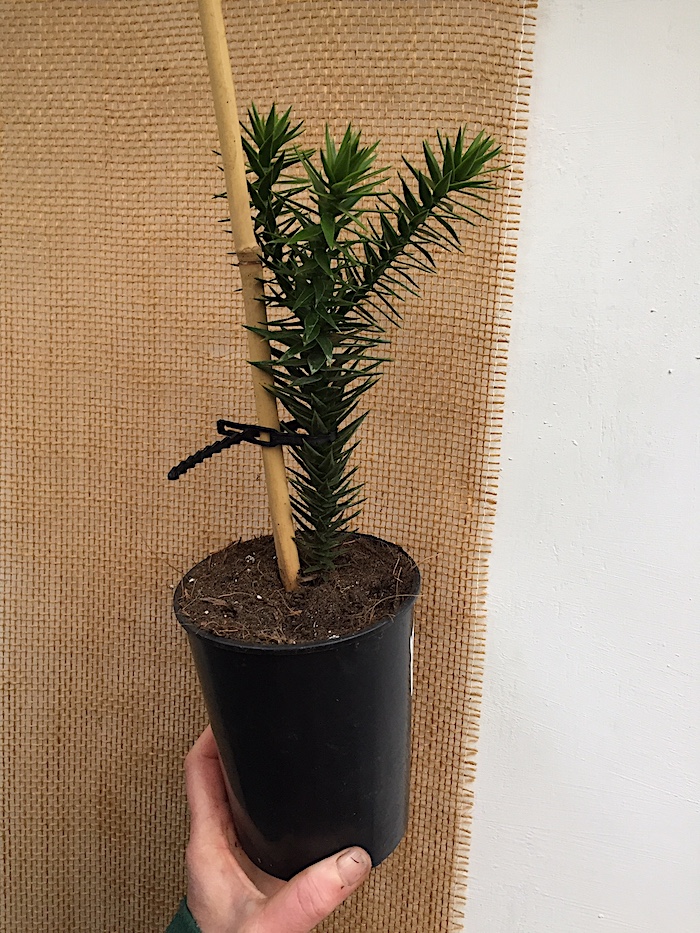 Araucaria araucana, Chilenische Araukarie (i.11cm Topf.)(jetzt Grösse ca 35cm