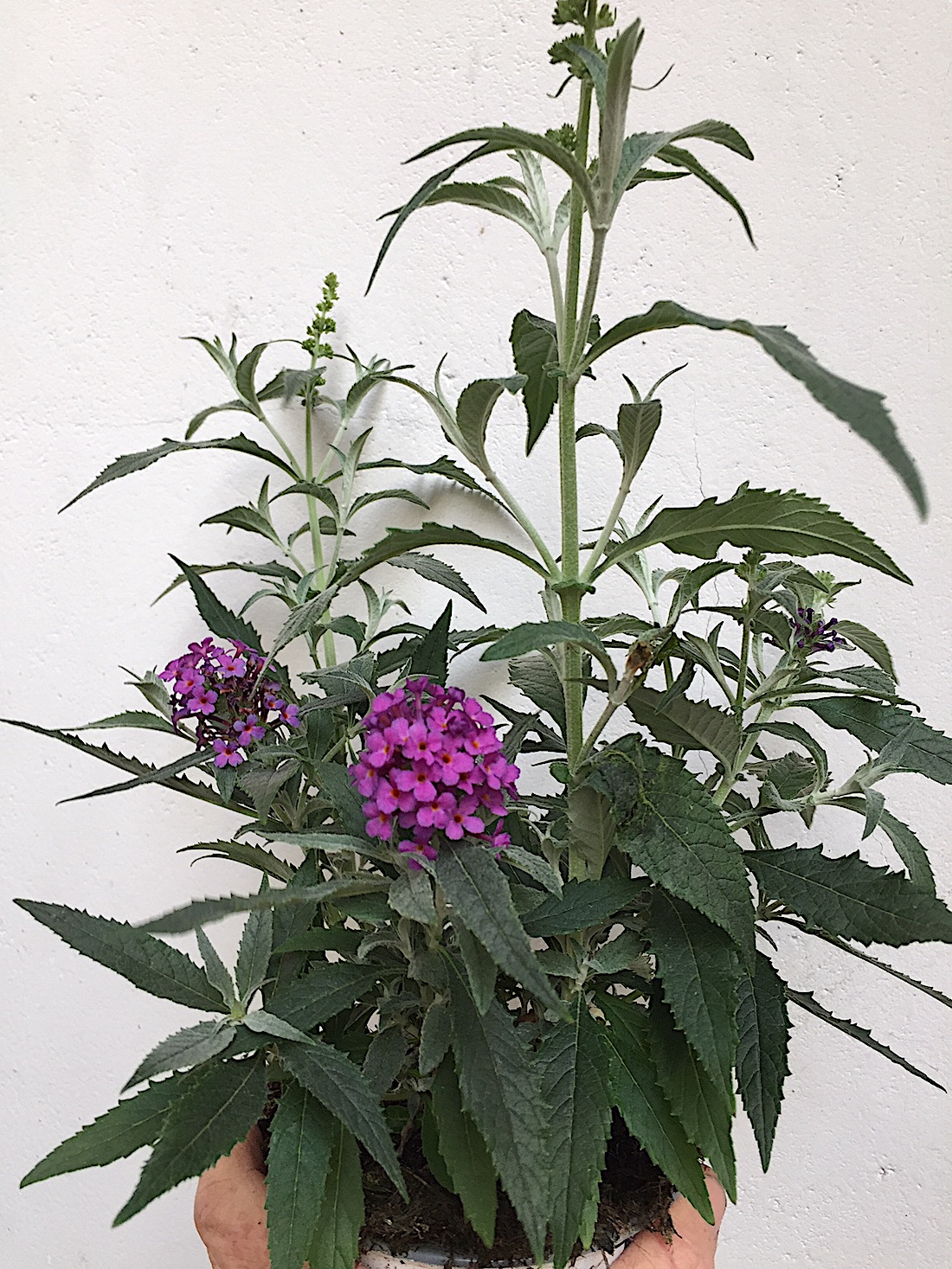 Buddleia davidii Buzz ®„blau lila“ (i.25cmT.)