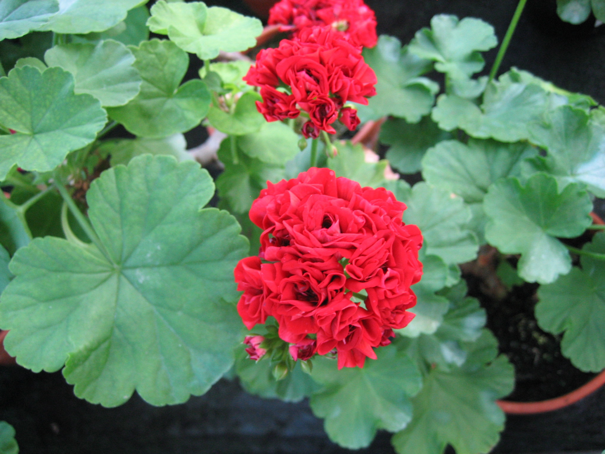 Pelargonium  ´Rosebud Mini` (i.10cmT.)