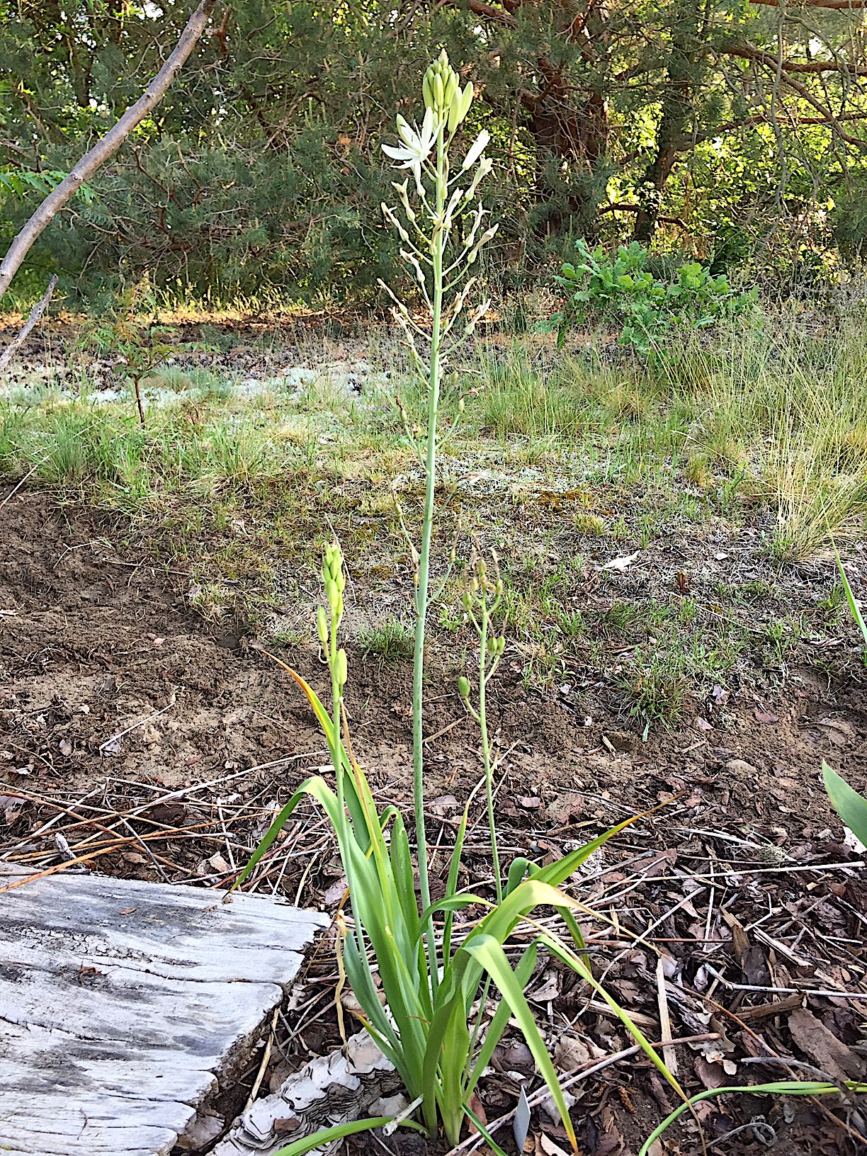 Camassia leichtlinii „Alba“ ( i.14cmT.)Weisse Praerielilie