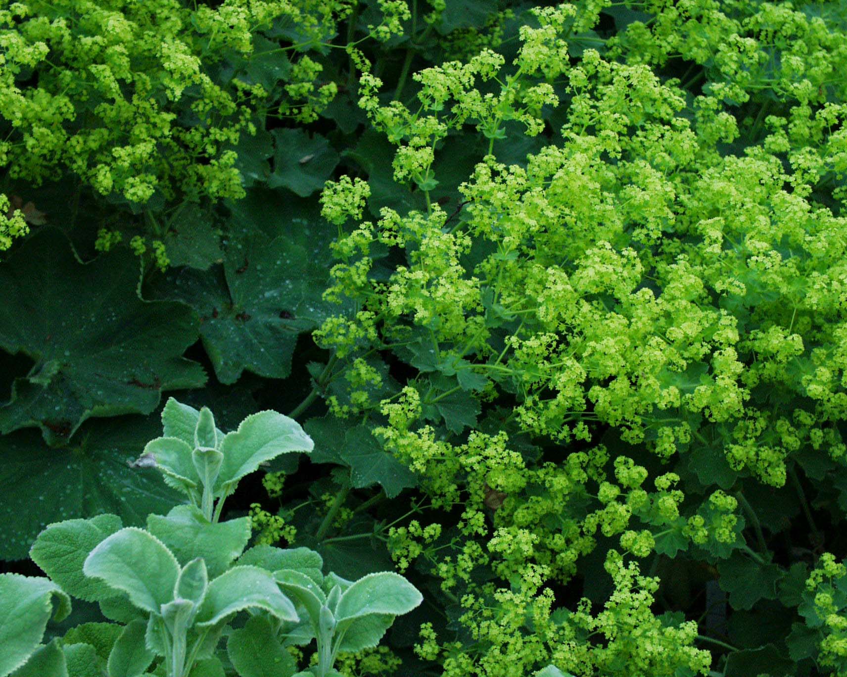 Alchemilla mollis (i.13cmT.) Frauenmantel