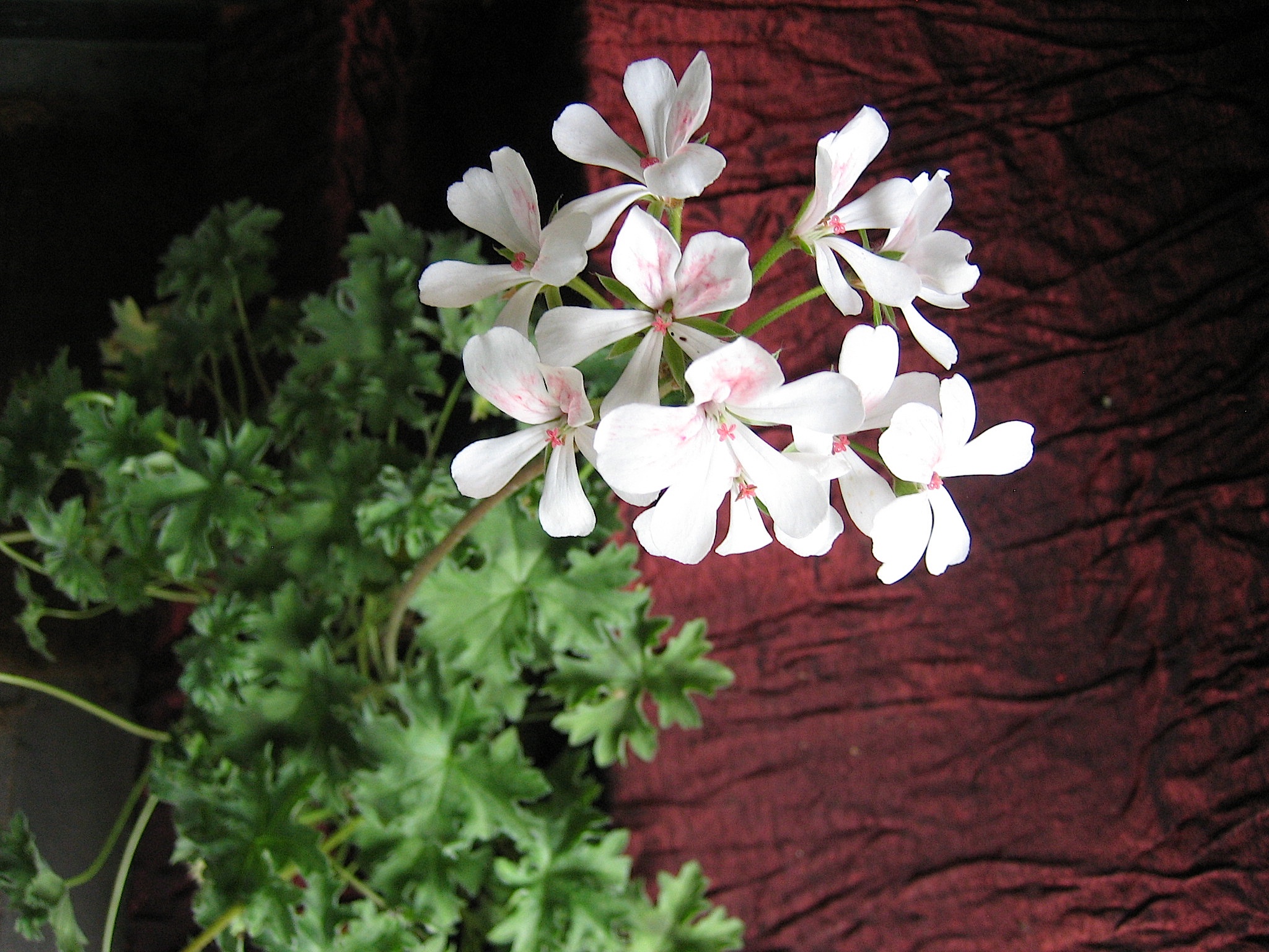 Pelargonium "Eisblüte" (i.11cmT.)