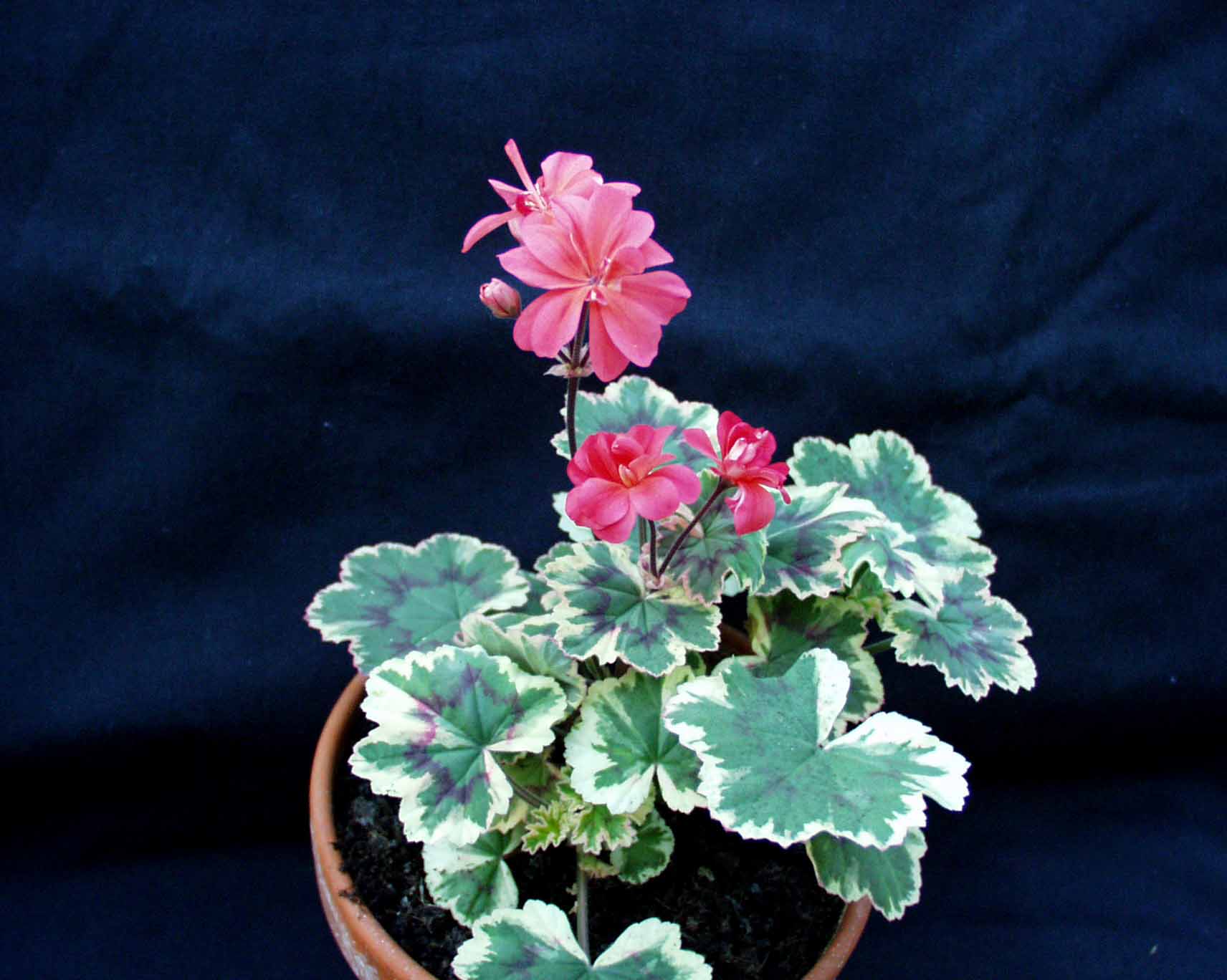 Pelargonium  ´Ray Bidwell`(i.10cmT.)