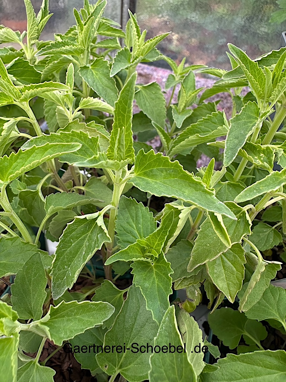Agastache mexicana "Red. Fortune"(i.9cm Topf) Aniskraut, Limonadenpflanze