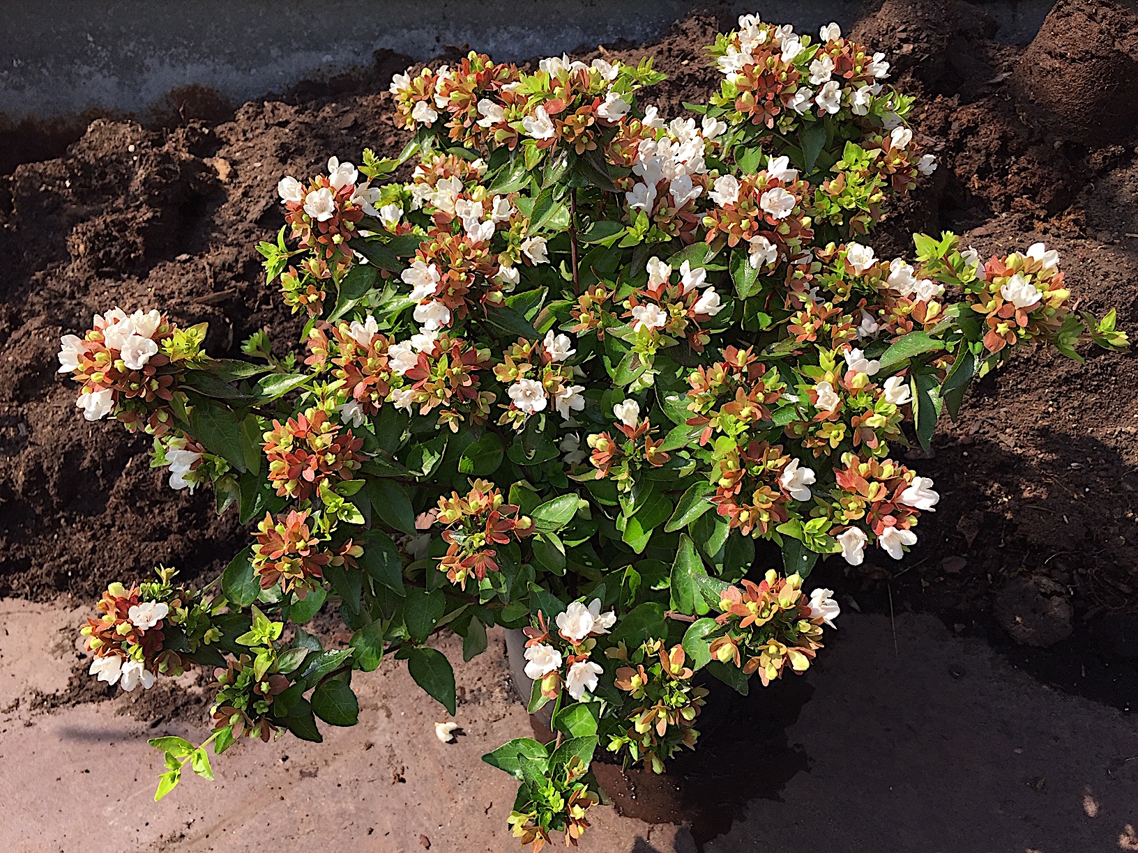 Abelia x grandiflora „Little Lady“ ® (i.12cmT.), Abelie
