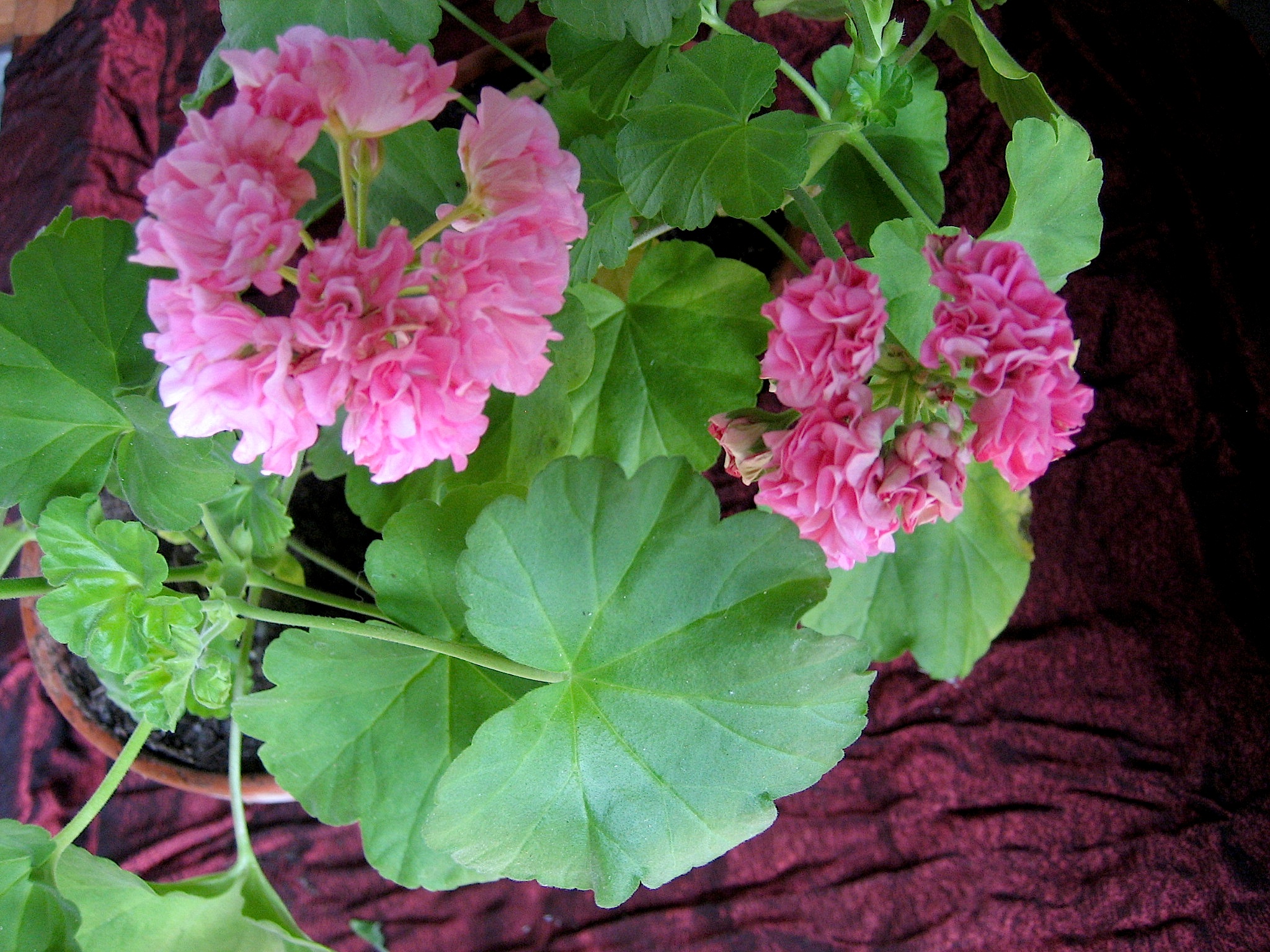 Pelargonium  "Noel Gorden" (i.10cmT.)