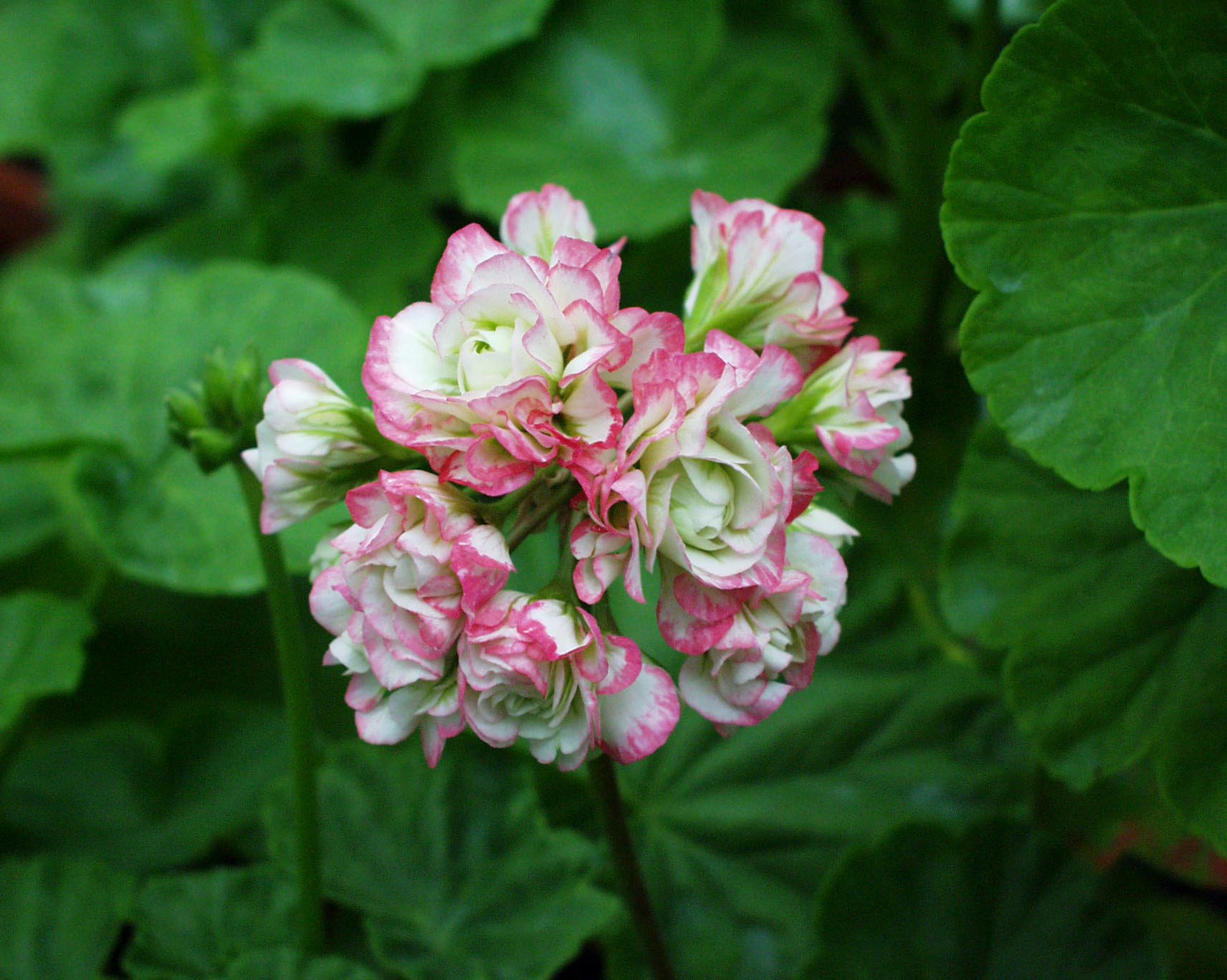 Pelargonium  ´Appleblossom Rosebud`(10cmT.)