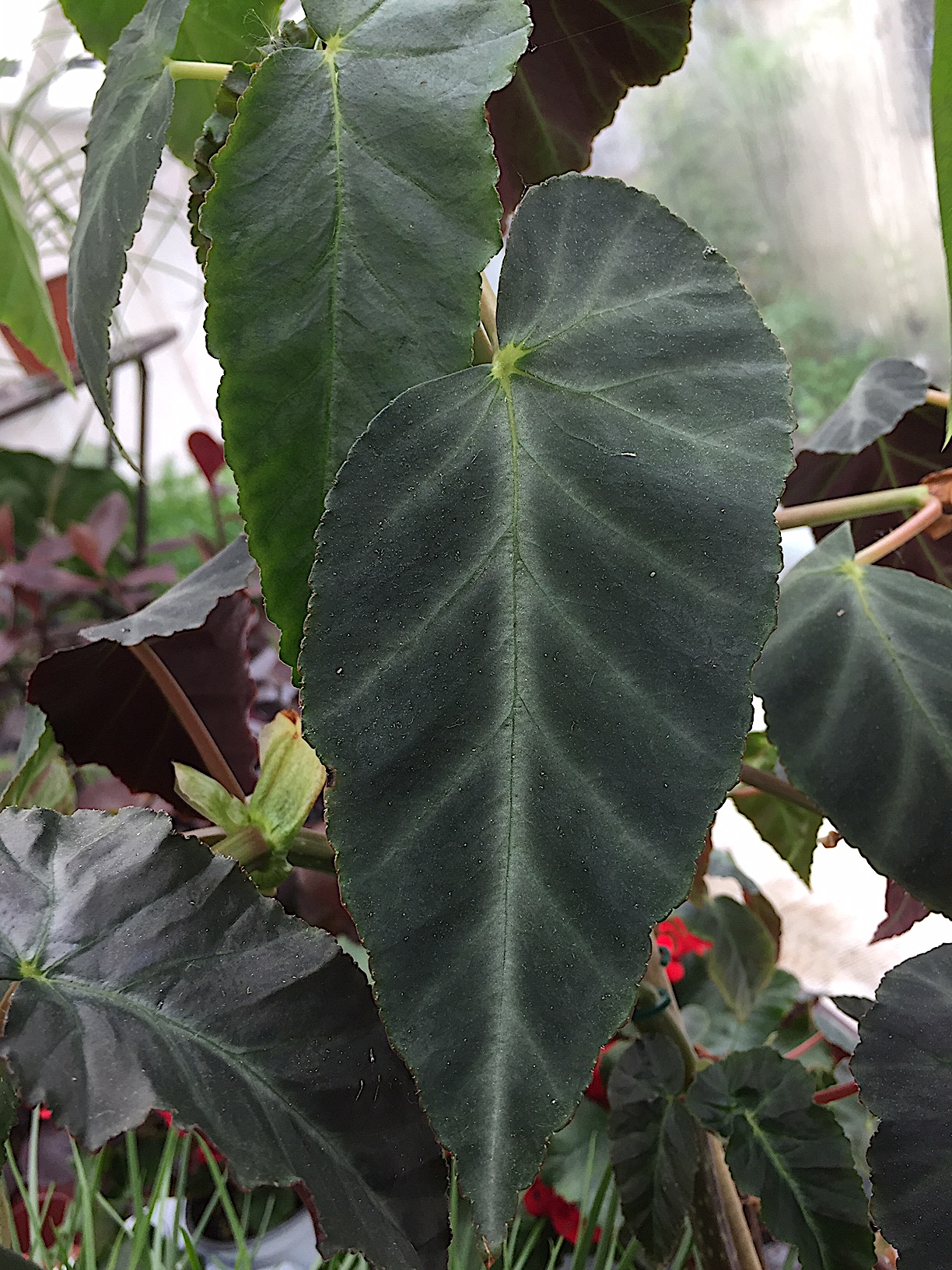 Begonia „Grey Feather“ (i.10-11 cmT.),
