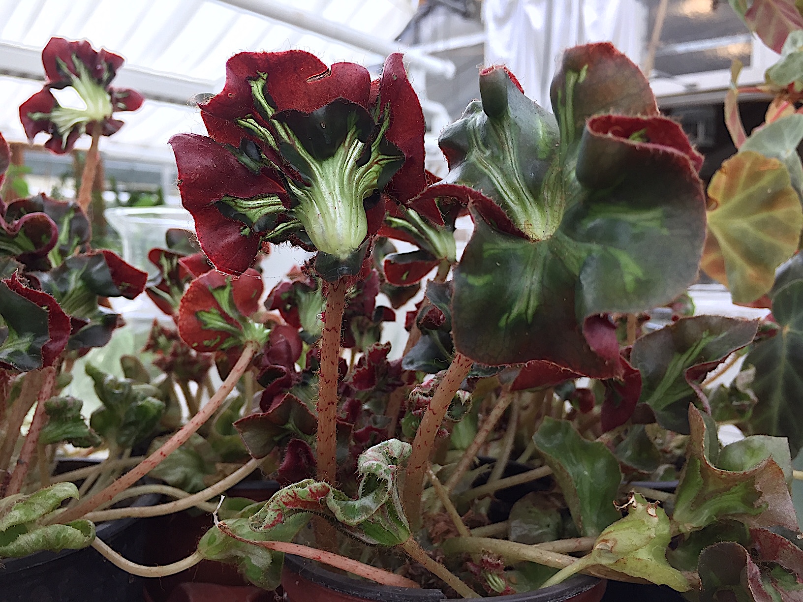 Begonia „Cathedrale“ (i.9cmT.)