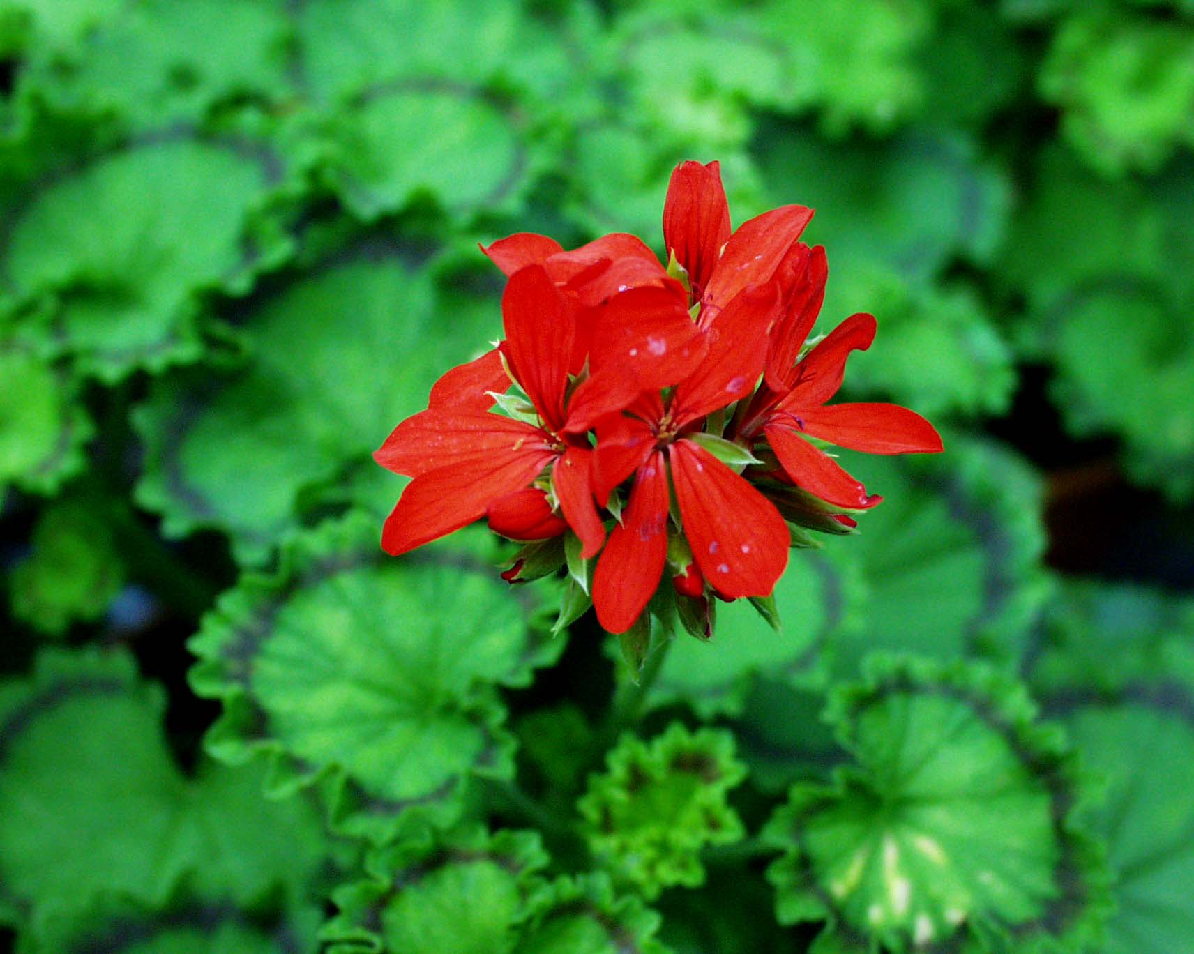 Pelargonium  ´Distinction`(I.10cmT.)
