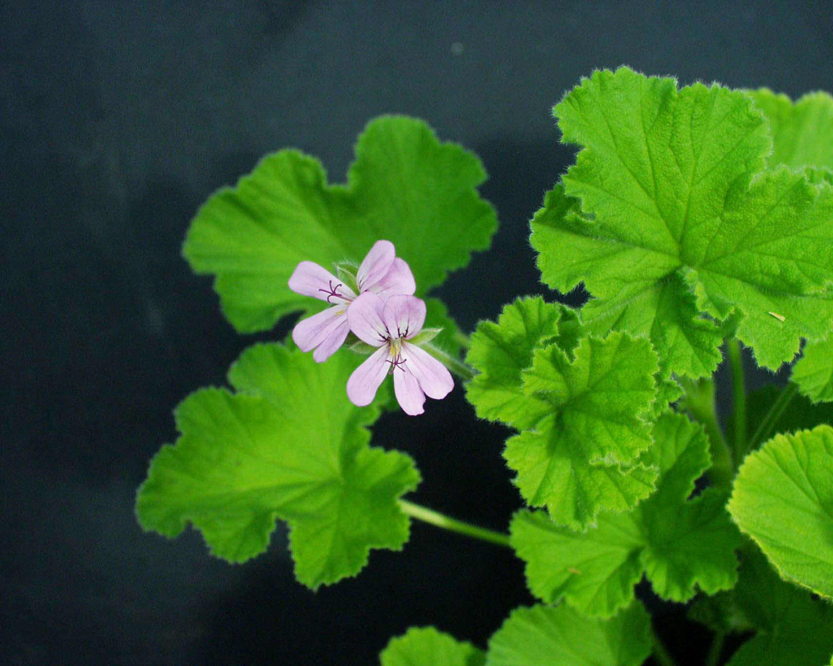Pelargonium capitatum ´Snowflake`(I.10cmT.)
