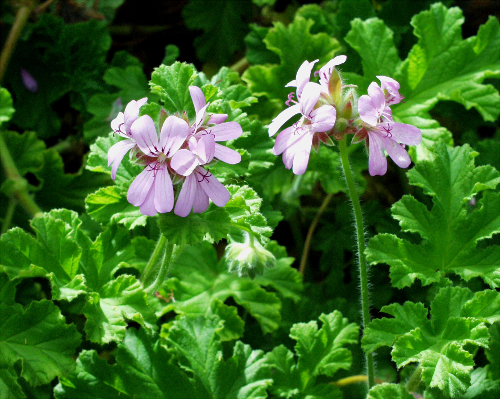 Pelargonium  ´Attar of Roses`(i. 10cmT.)