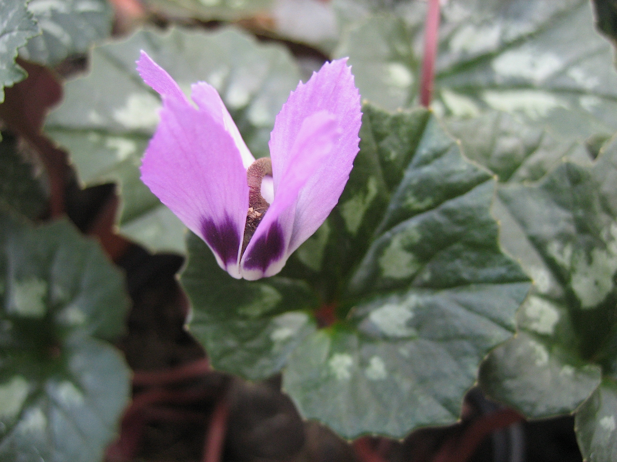 Cyclamen  (i.9cmT.) rohlfsianum