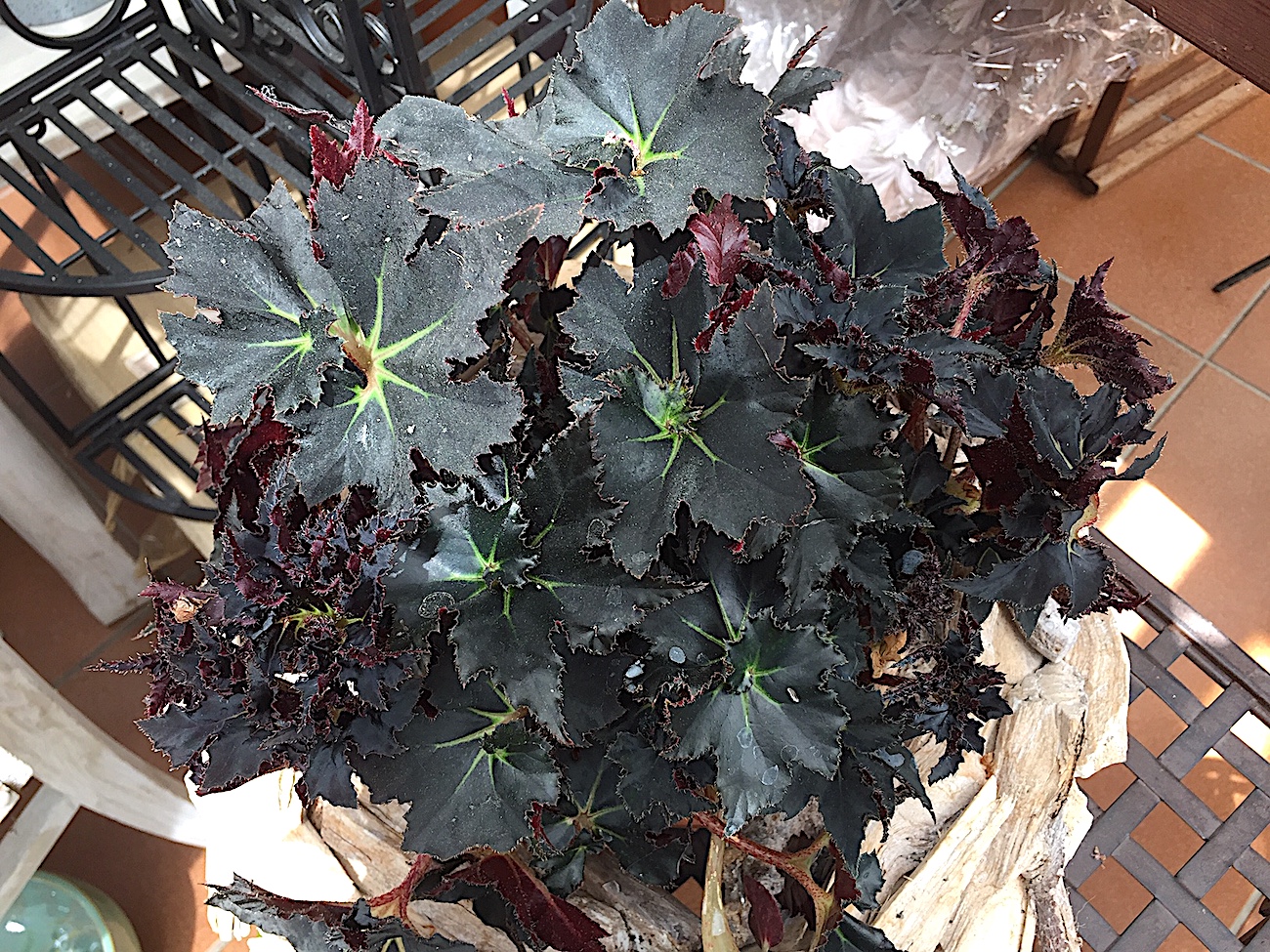 Begonia „Black Fang“ (i.12cmT.)